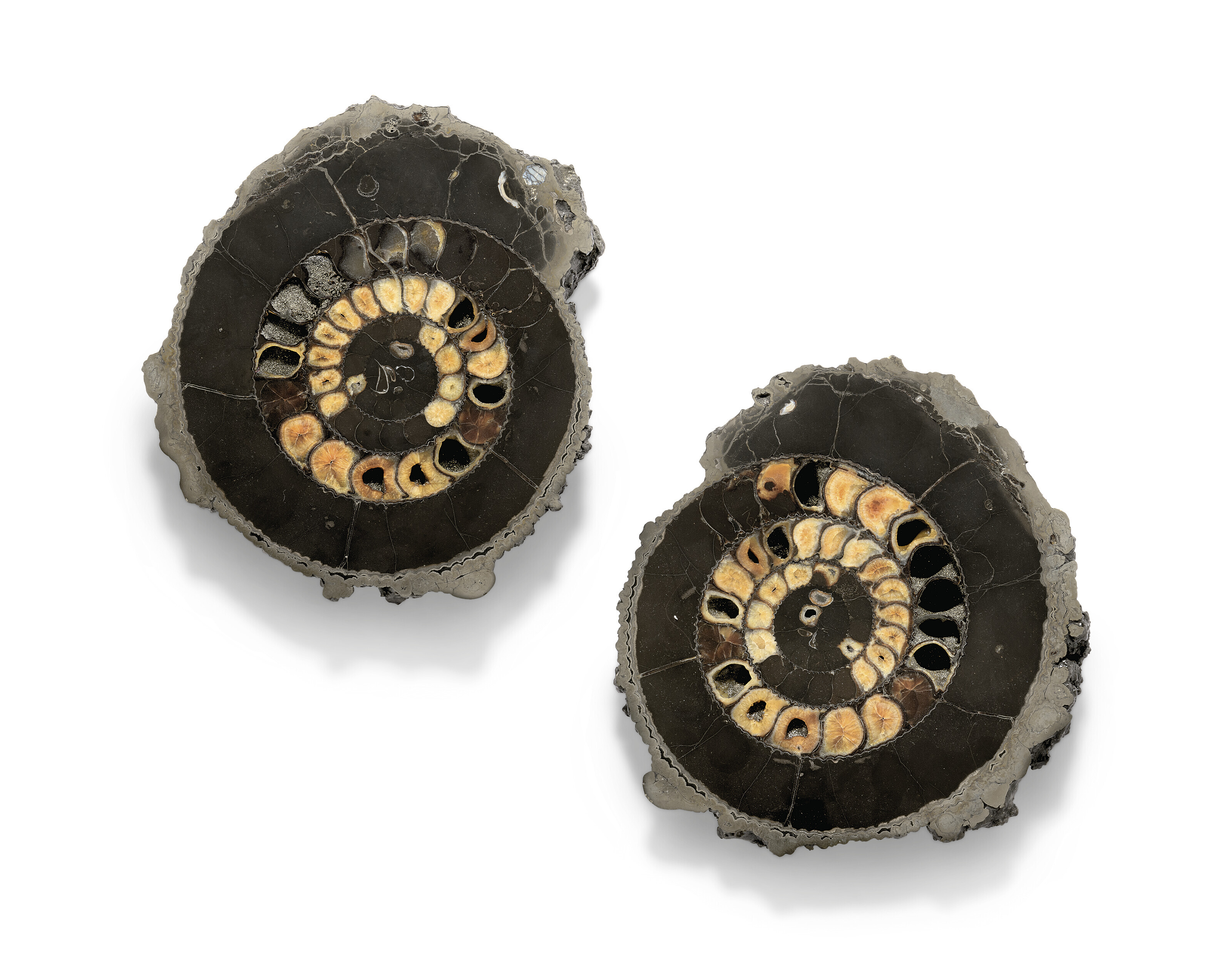 A PAIR OF PYRITIZED SPLIT AMMONITES, Russia | Christie’s