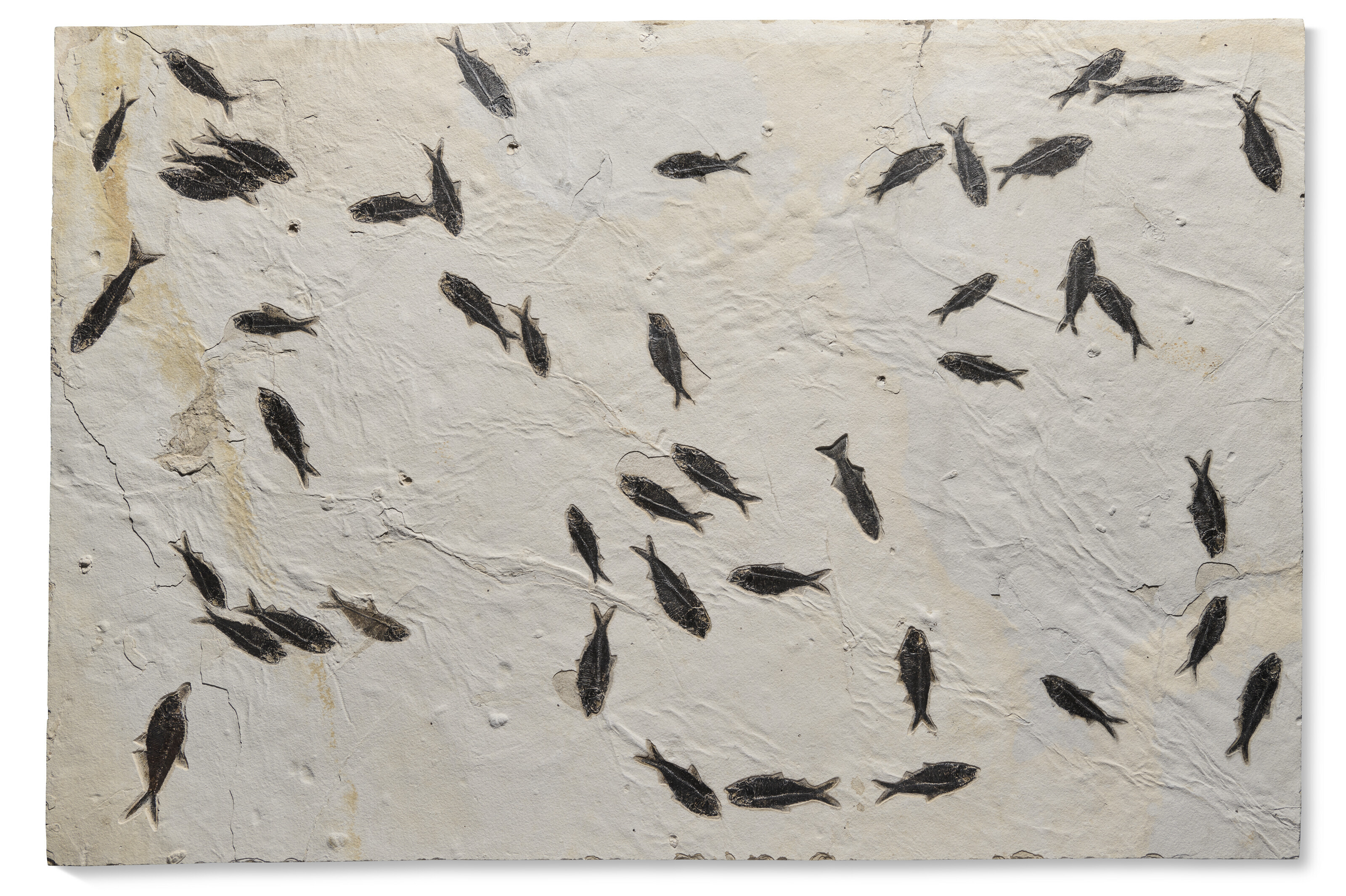 A large fossil fish mortality plaque, Kemmerer, Wyoming, USA. From the Eocene (circa 50 million years ago). 63⅜ x 42&frac12; x 1&frac12; in (161 x 108 x 4 cm). Sold for £8,820 on 24 May 2023 at Christie’s Online
