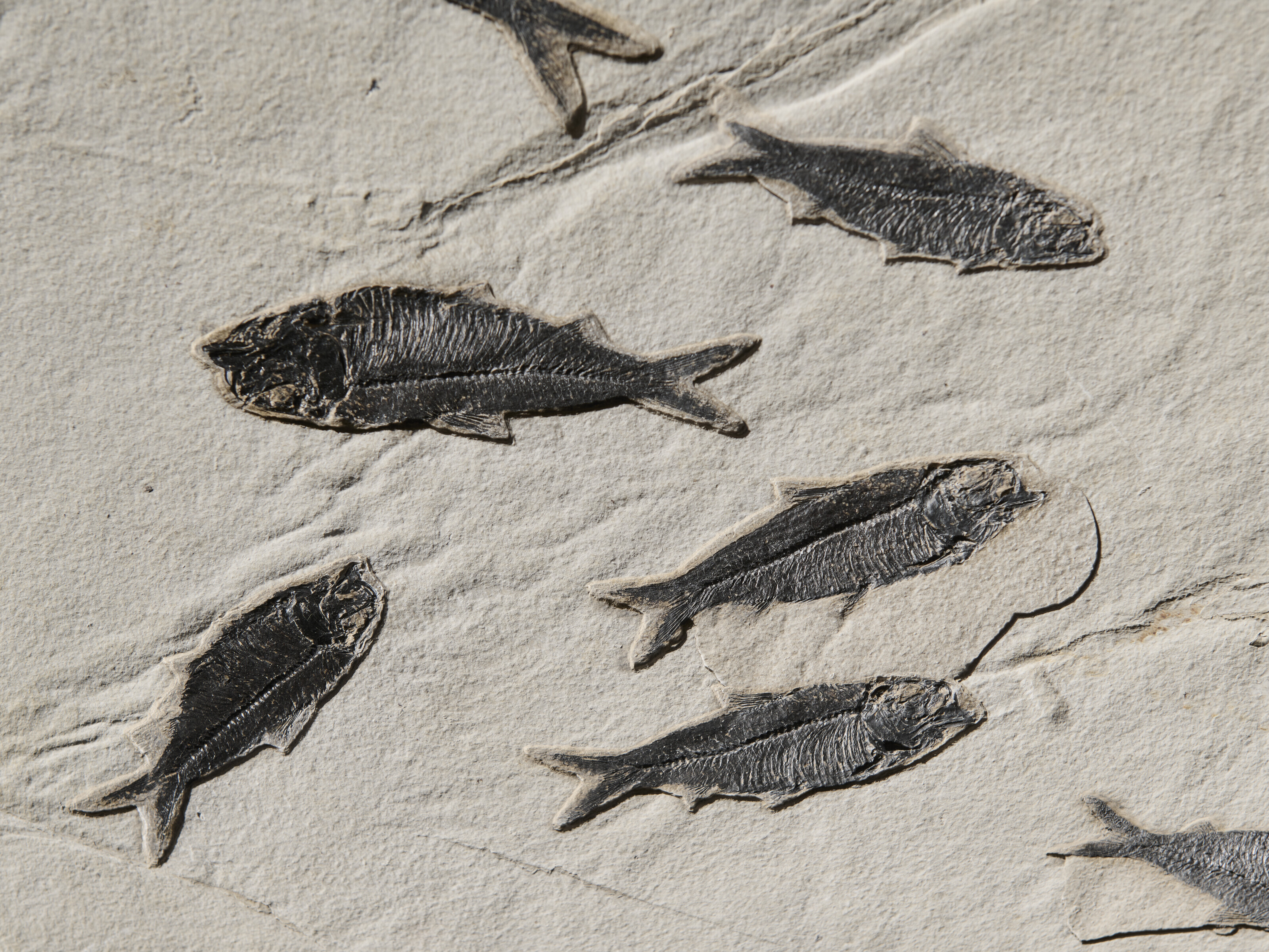 A LARGE FOSSIL FISH MORTALITY PLAQUE, Kemmerer, Wyoming, USA