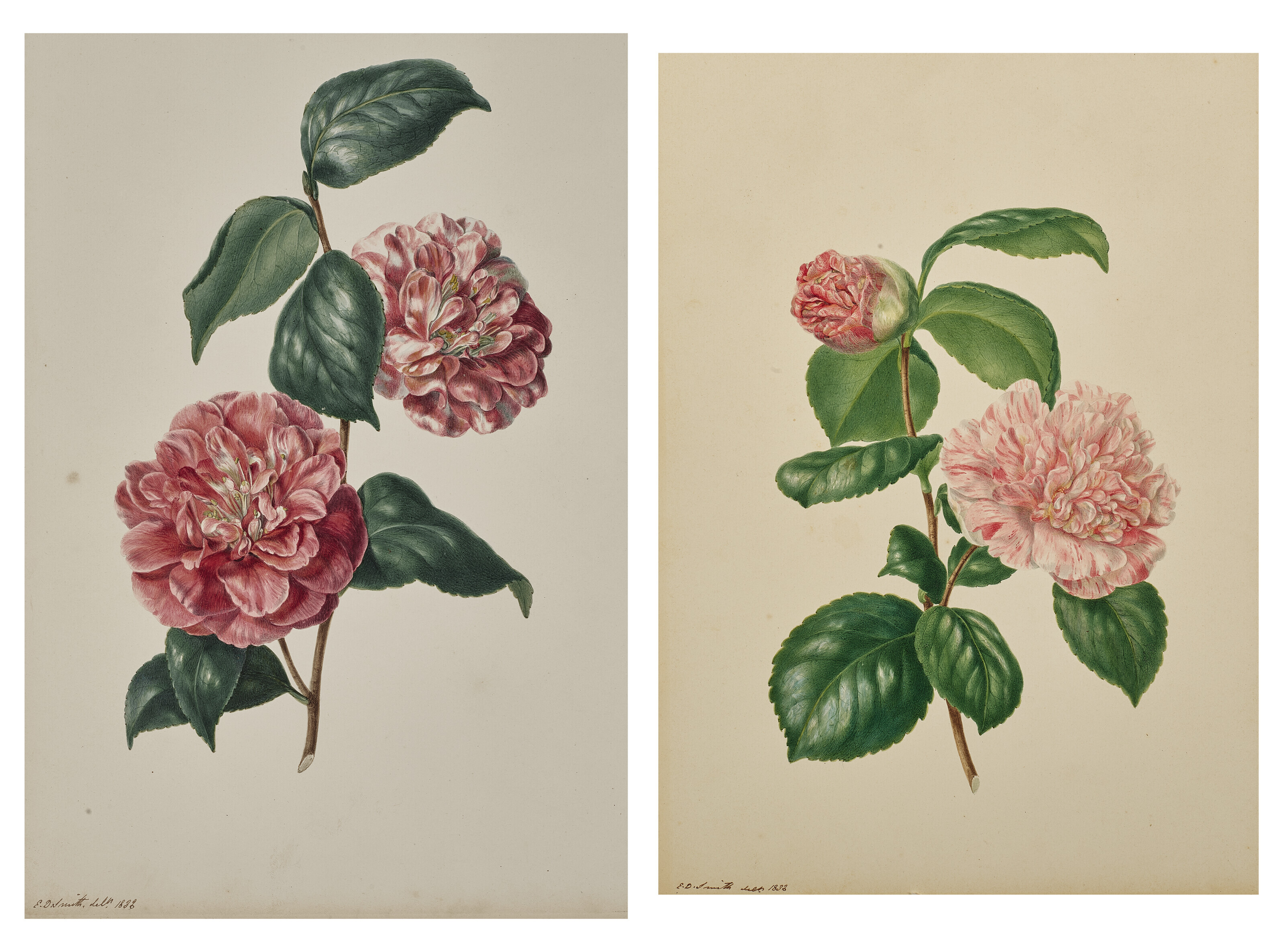 EDWIN DALTON SMITH (BRITISH, FL. 1823-46), Two studies of camellias ...