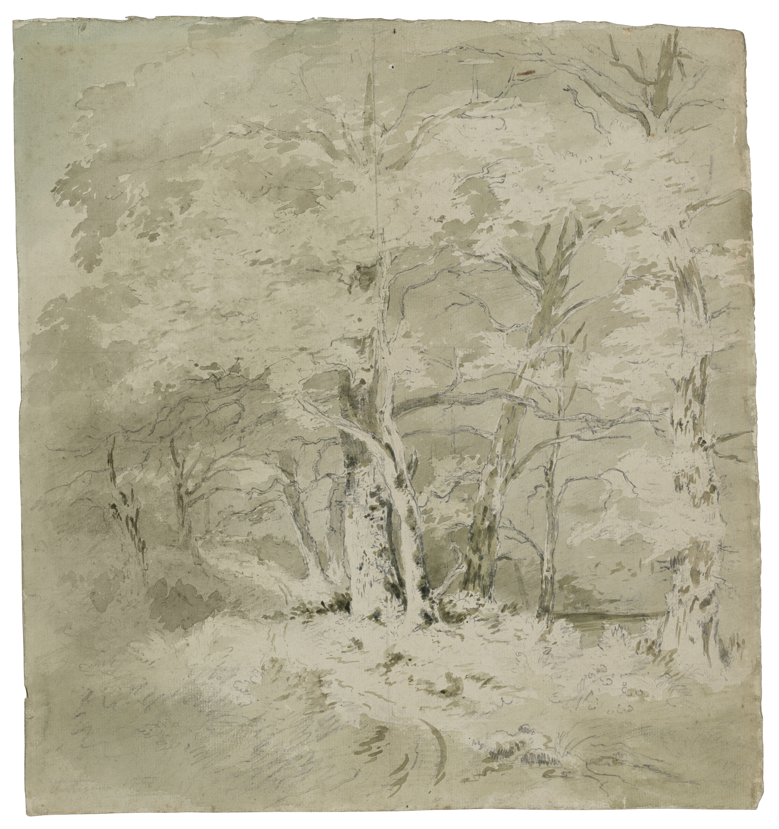 Study of trees
