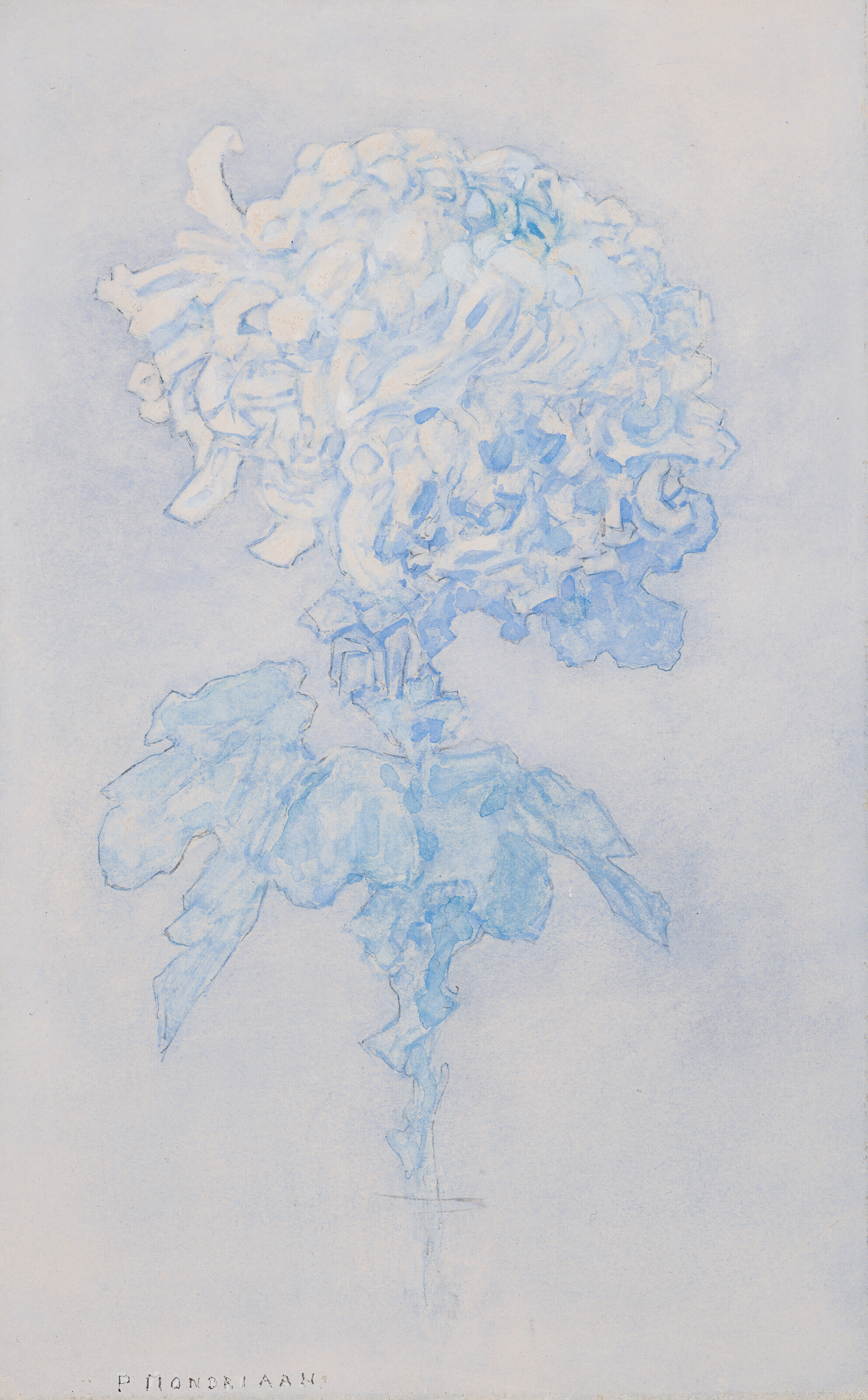 Chrysant