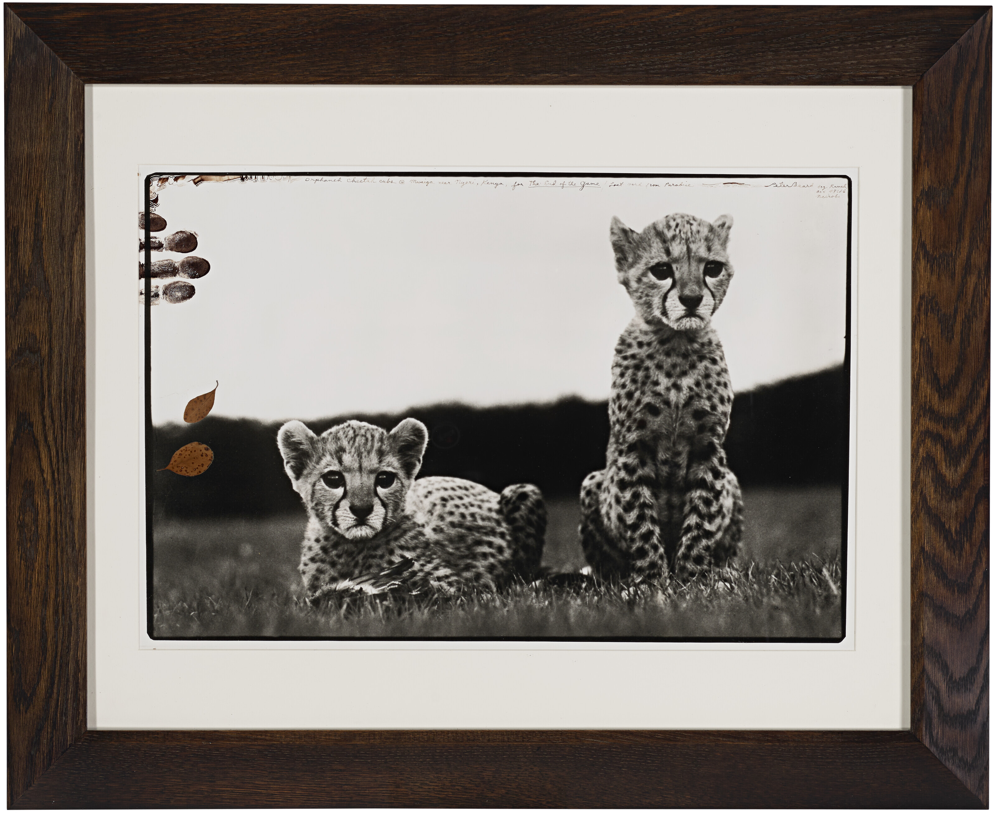 PETER BEARD (1938–2020), Orphaned Cheetah Cubs at Mweiga near