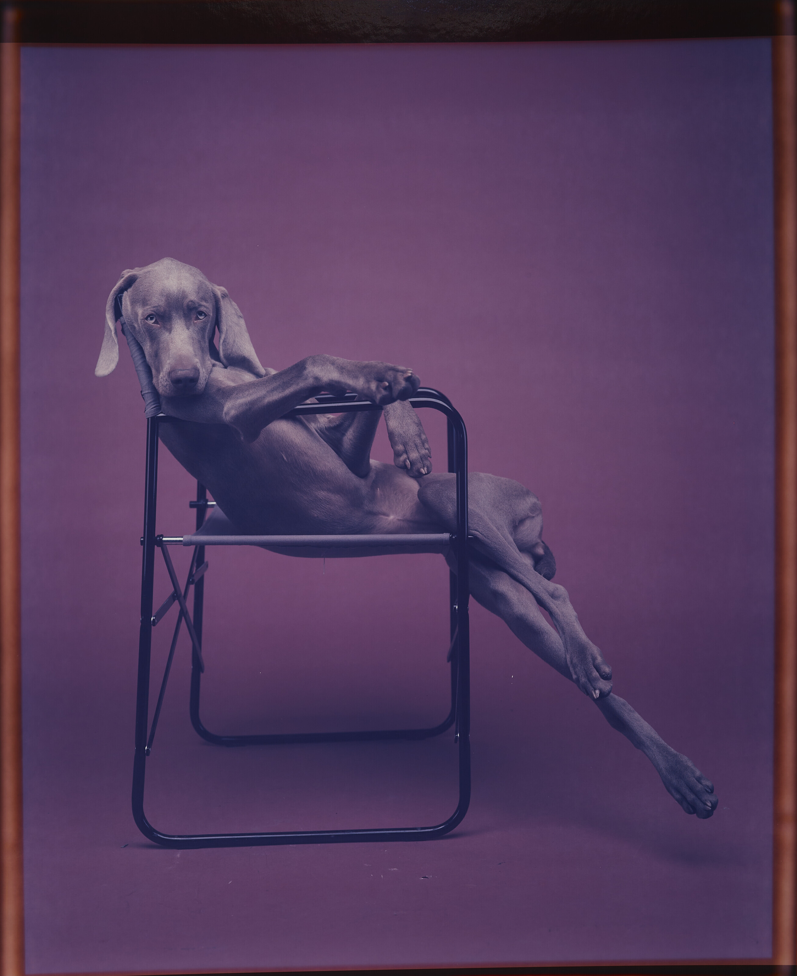 WILLIAM WEGMAN (B. 1942), Lolita, 1990 | Christie's