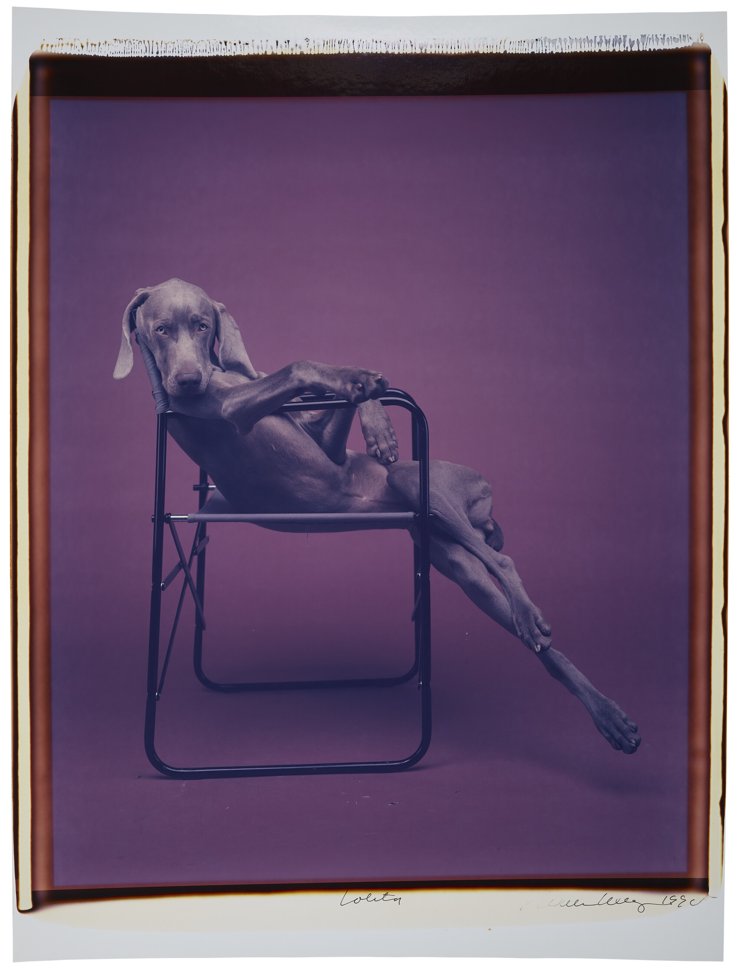 William Wegman Fashion Photographs 洋書 Amazon | William Wegman Fashion Photographs | Wegman