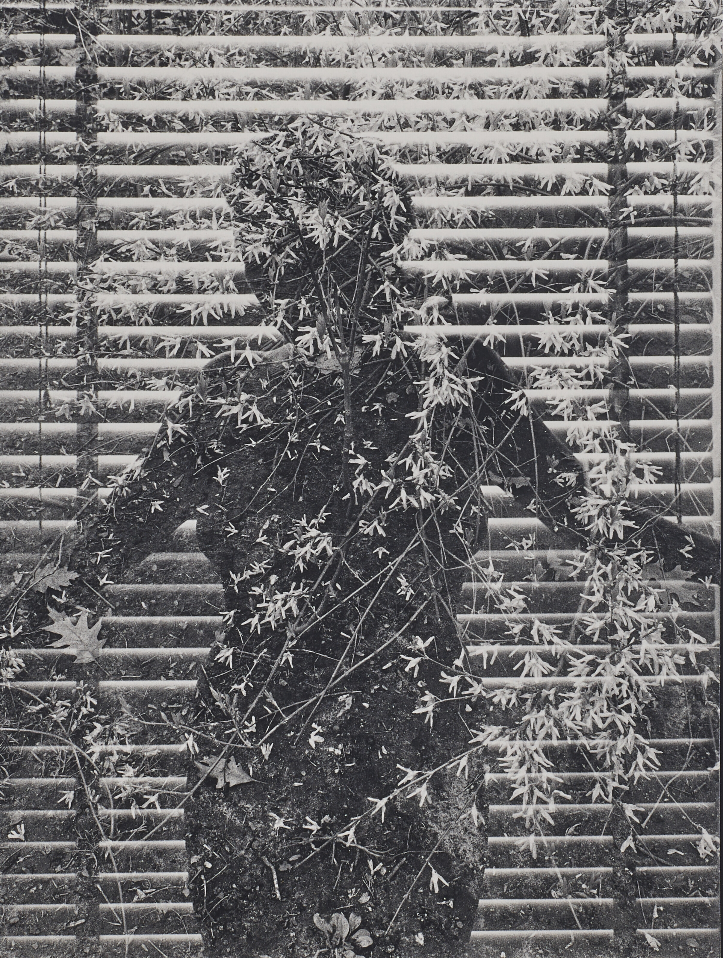 HARRY CALLAHAN (1912–1999), Eleanor, Chicago, 1953 | Christie's