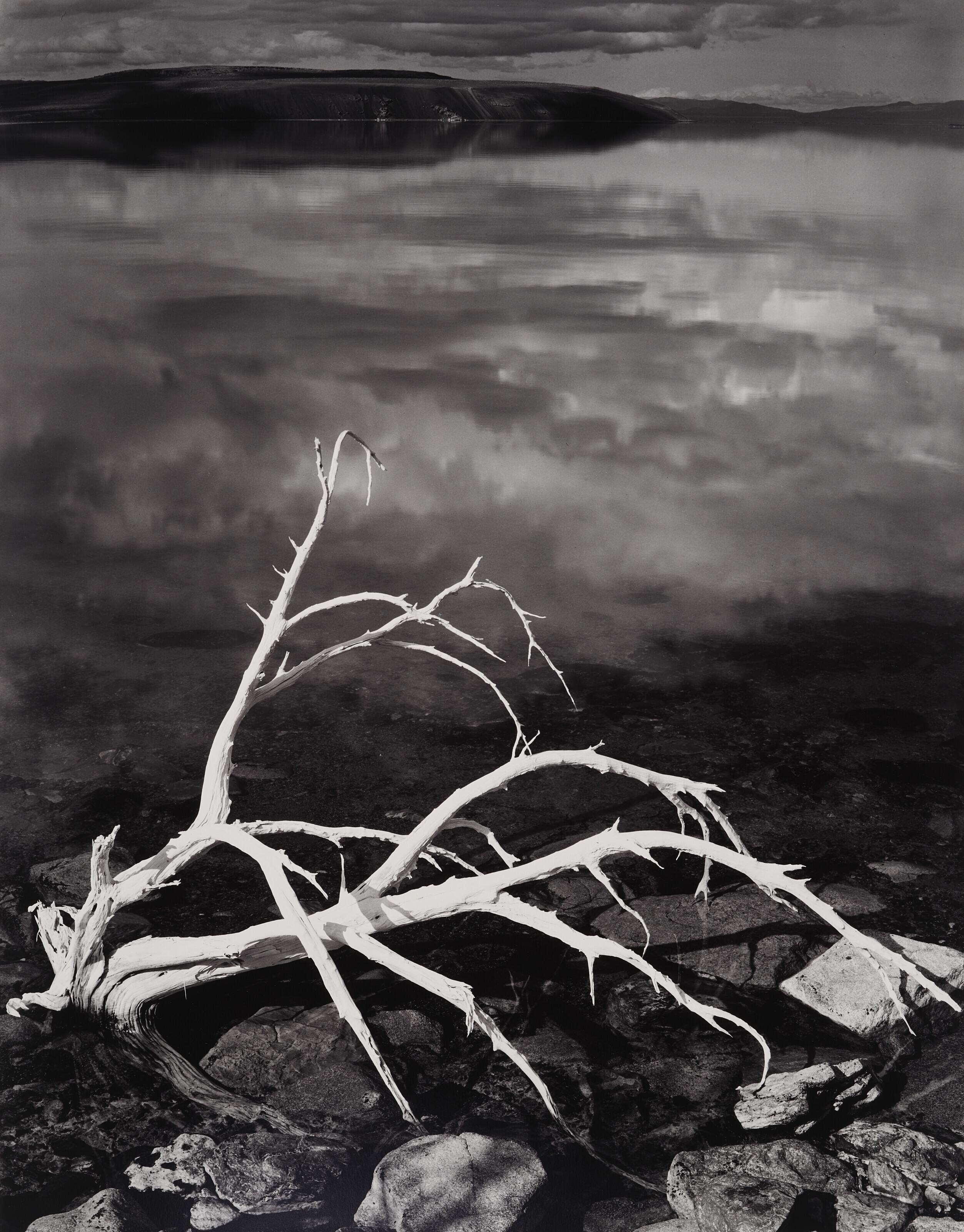 ANSEL ADAMS (1902–1984), White Branches, Mono Lake, California