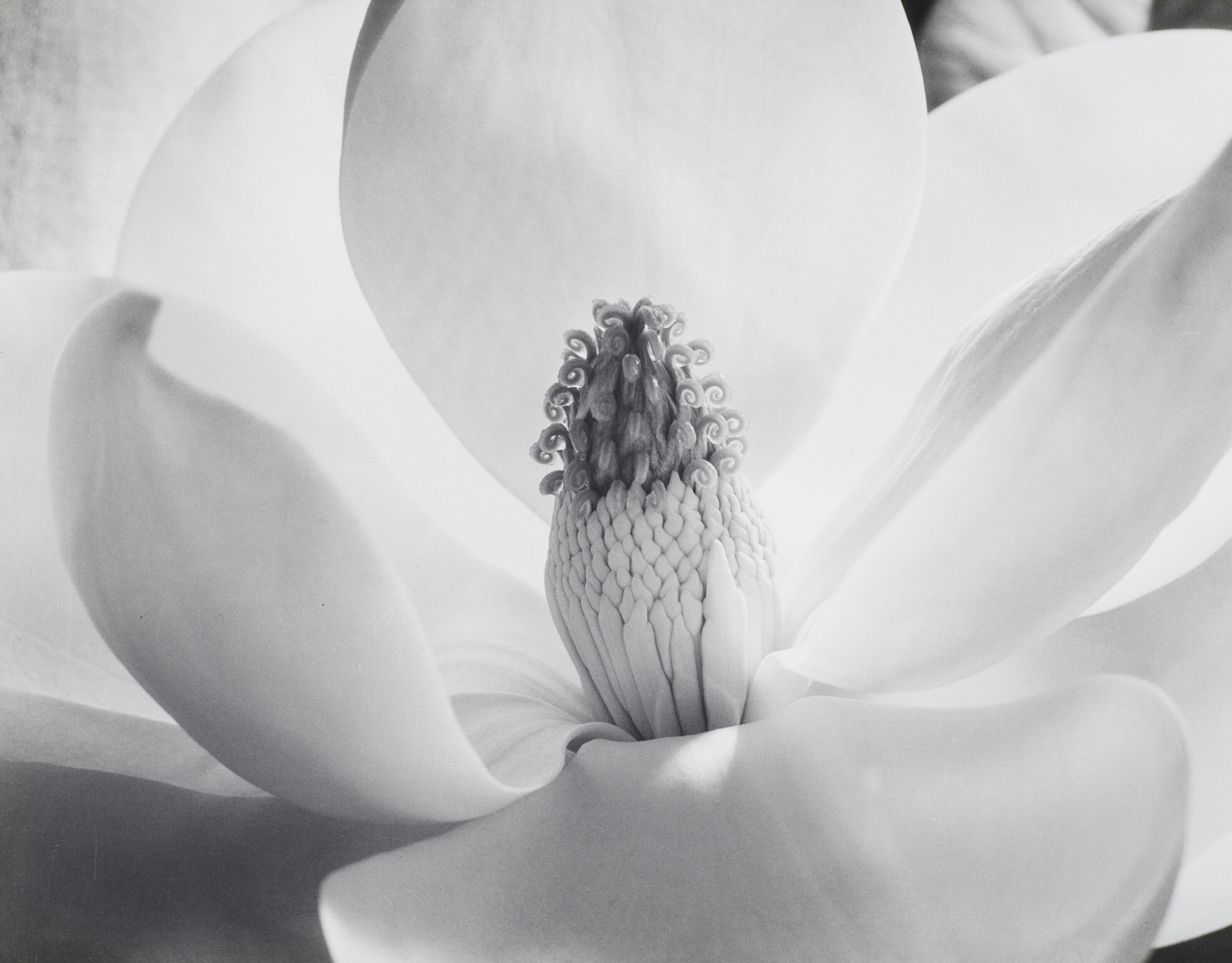 IMOGEN CUNNINGHAM (1883–1976), Magnolia Blossom, 1925