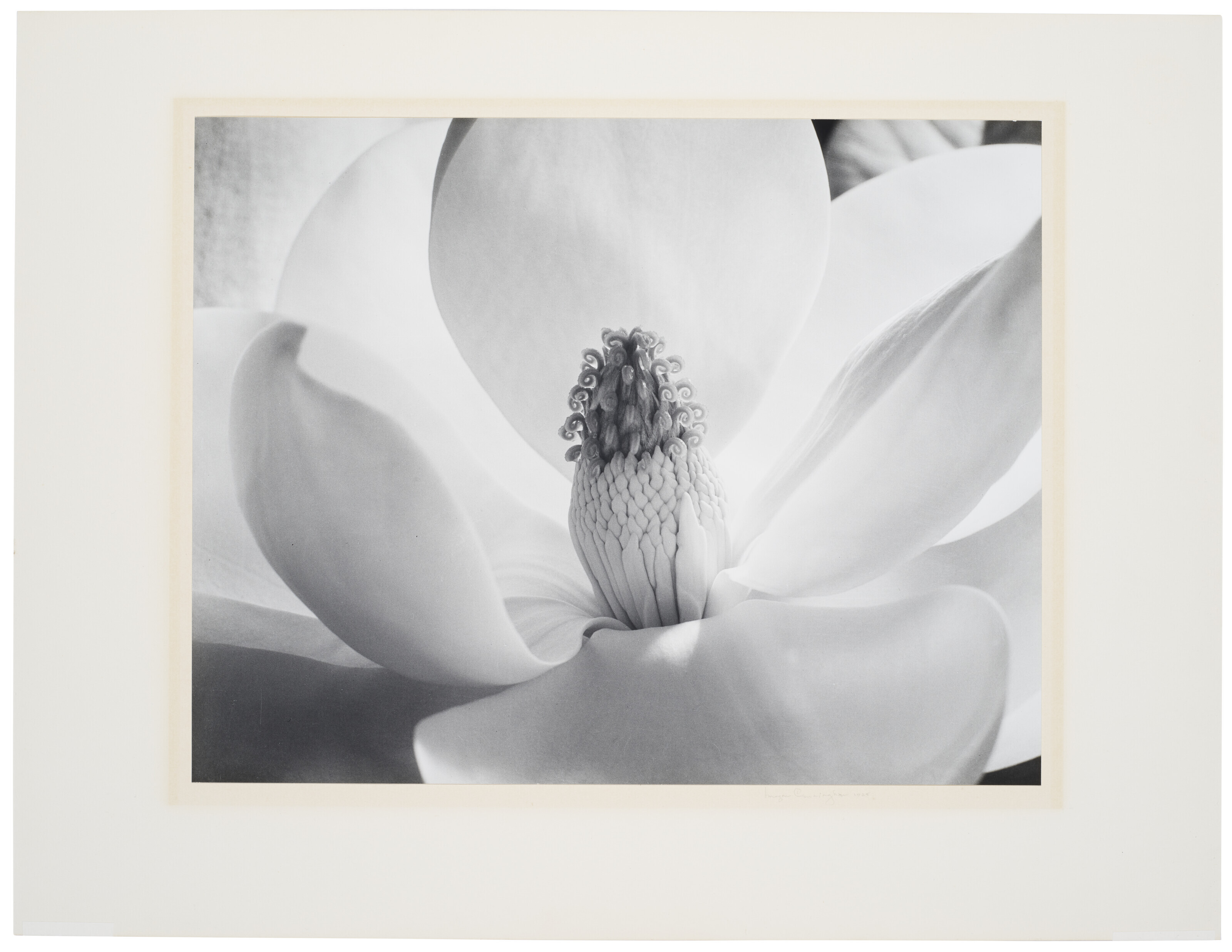 IMOGEN CUNNINGHAM (1883–1976), Magnolia Blossom, 1925