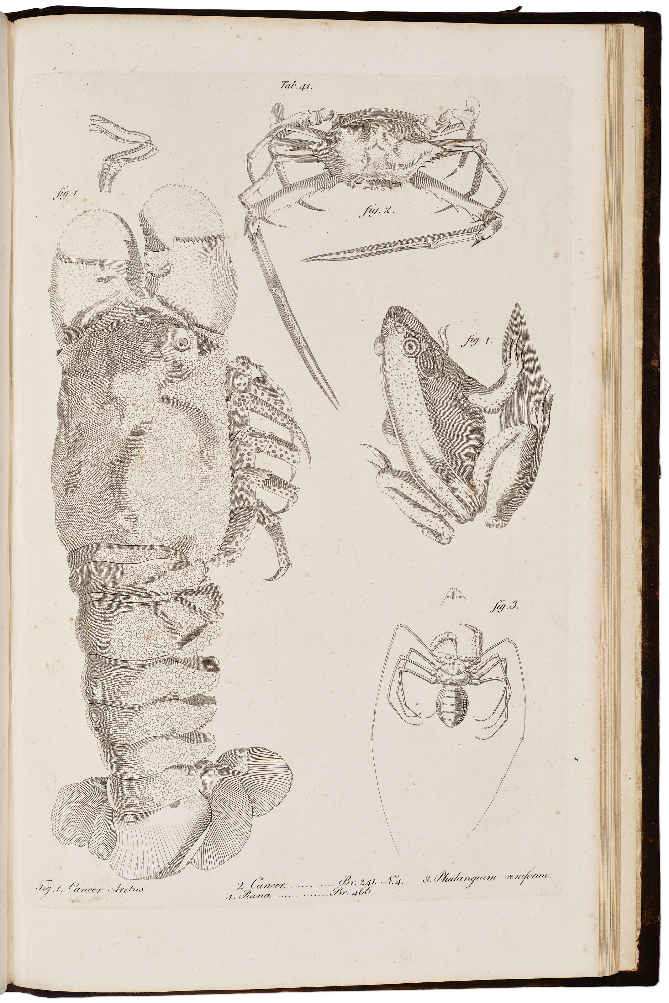 The Civil and Natural History of Jamaica, Patrick Browne, 1789 | Christie’s