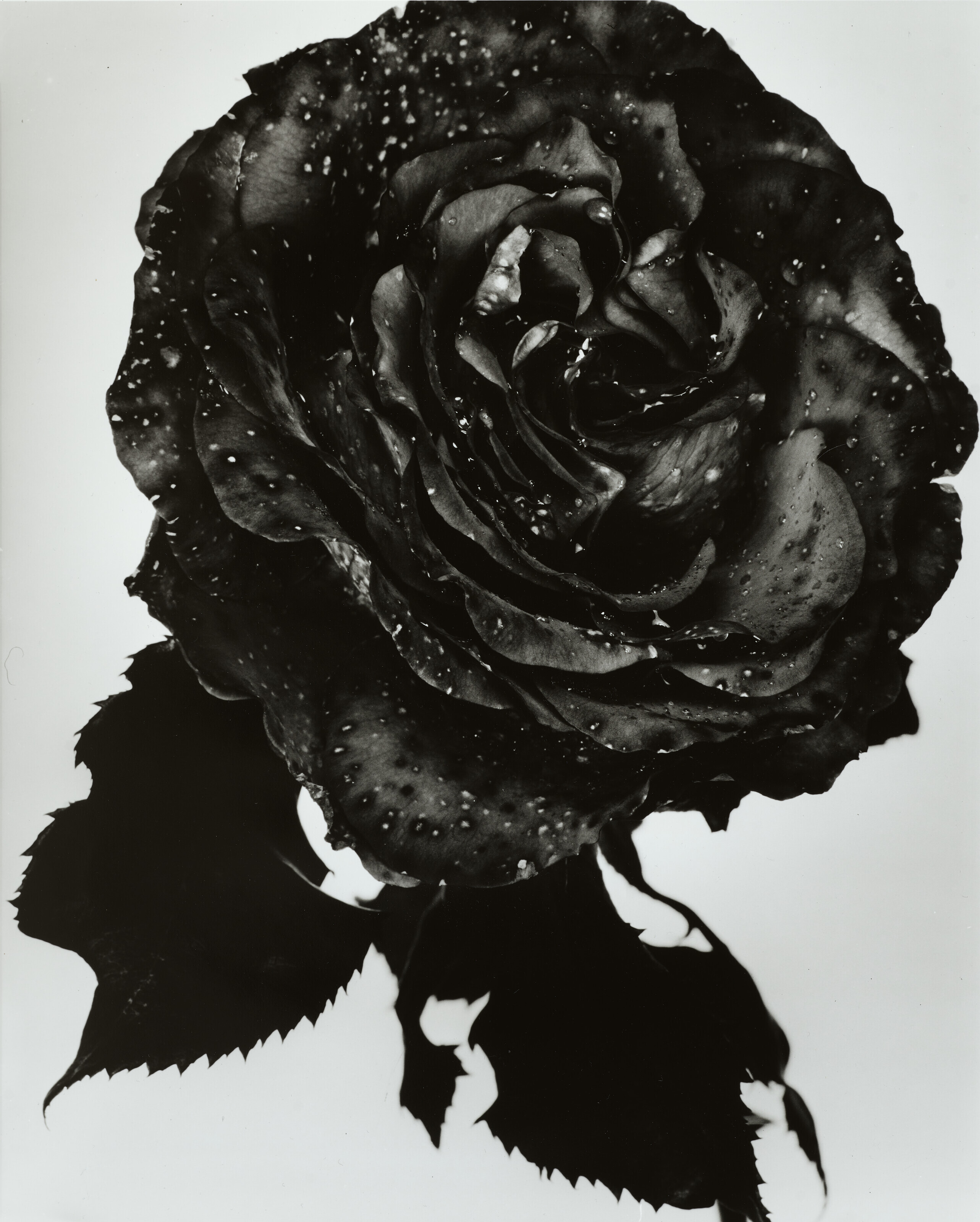 NICK KNIGHT (NÉ EN 1958), Black Rose, 2000 | Christie’s