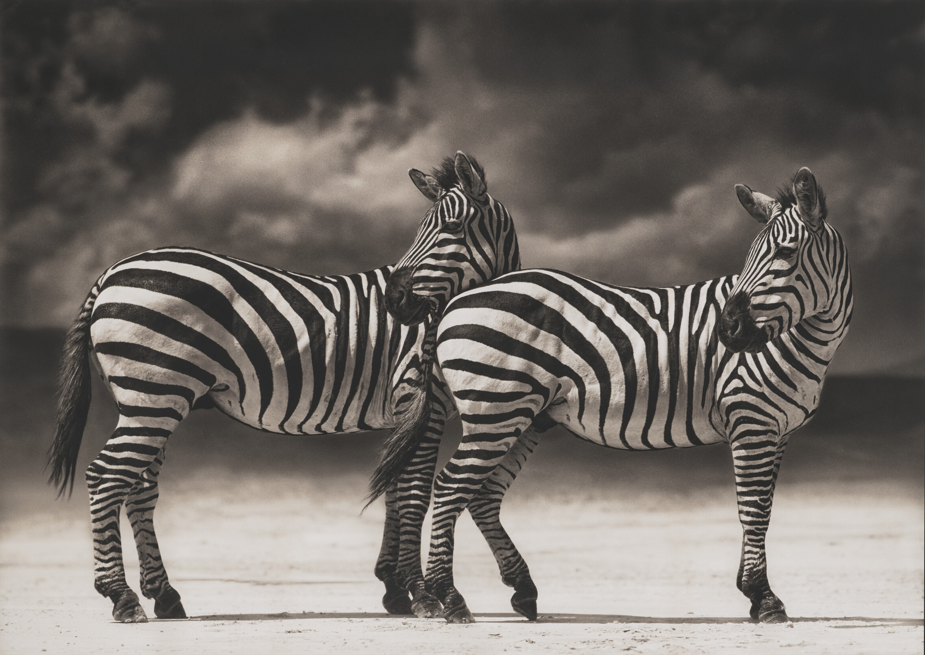 NICK BRANDT (NÉ EN 1964), Portrait of Zebras Turning Heads, Ngorongoro