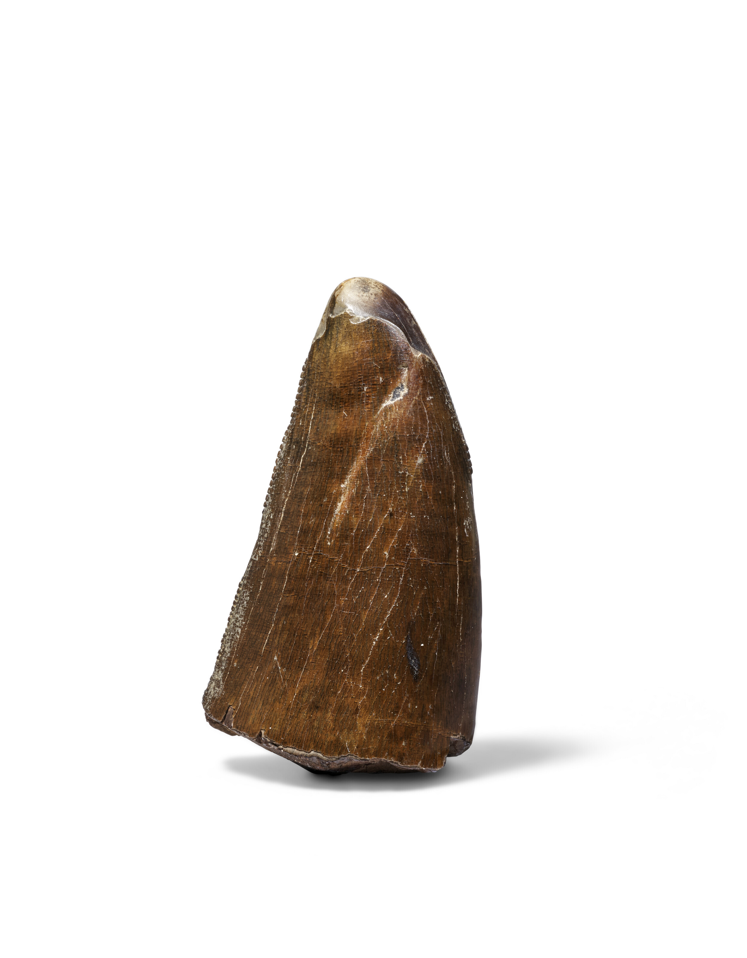 The tooth of a Tyrannosaurus rex, Montana, USA, from the Hell Creek Formation, Maastrichtian, late Cretaceous (67-66 million years ago), offered in Science Fiction and Fantasy, 28 November to 12 December 2024 at Christie's Online