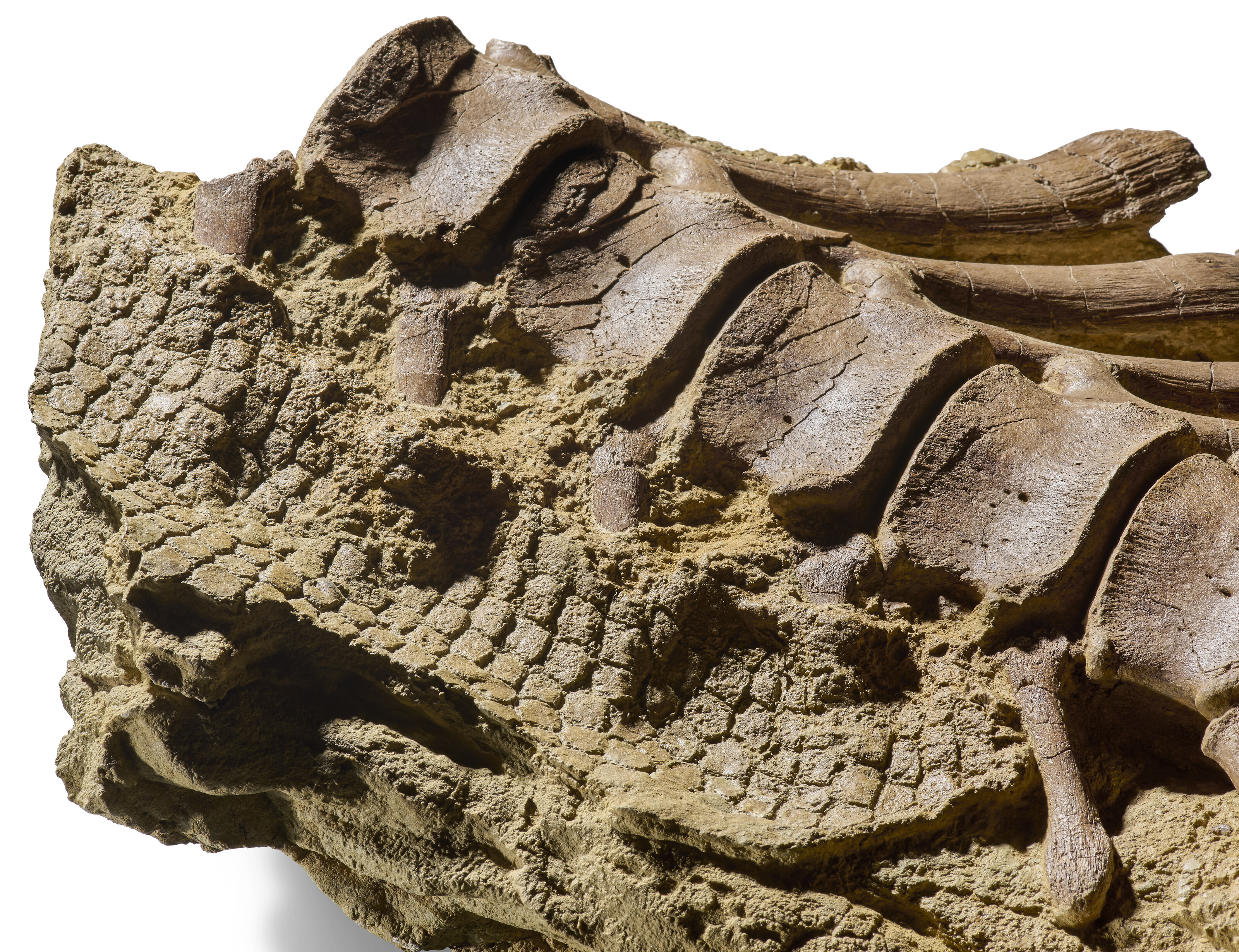 A very rare survival of fossilised dinosaur skin and vertebrae, Montana, USA. From the Judith River Formation, late Cretaceous (81-78 million years ago), an impression of the scales and vertebrae of a Branchylophosaurus canadenis, offered in Science Fiction and Fantasy, 28 November to 12 December 2024 at Christie's Online