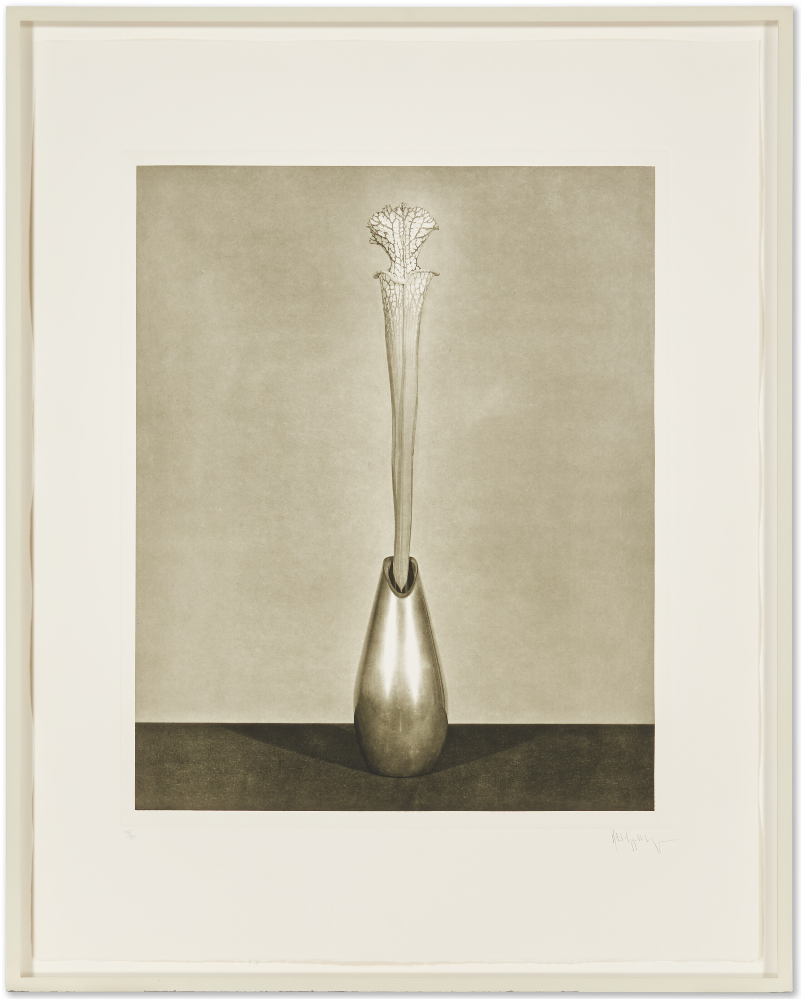ROBERT MAPPLETHORPE (1946-1989), Flowers, 1983 | Christie's