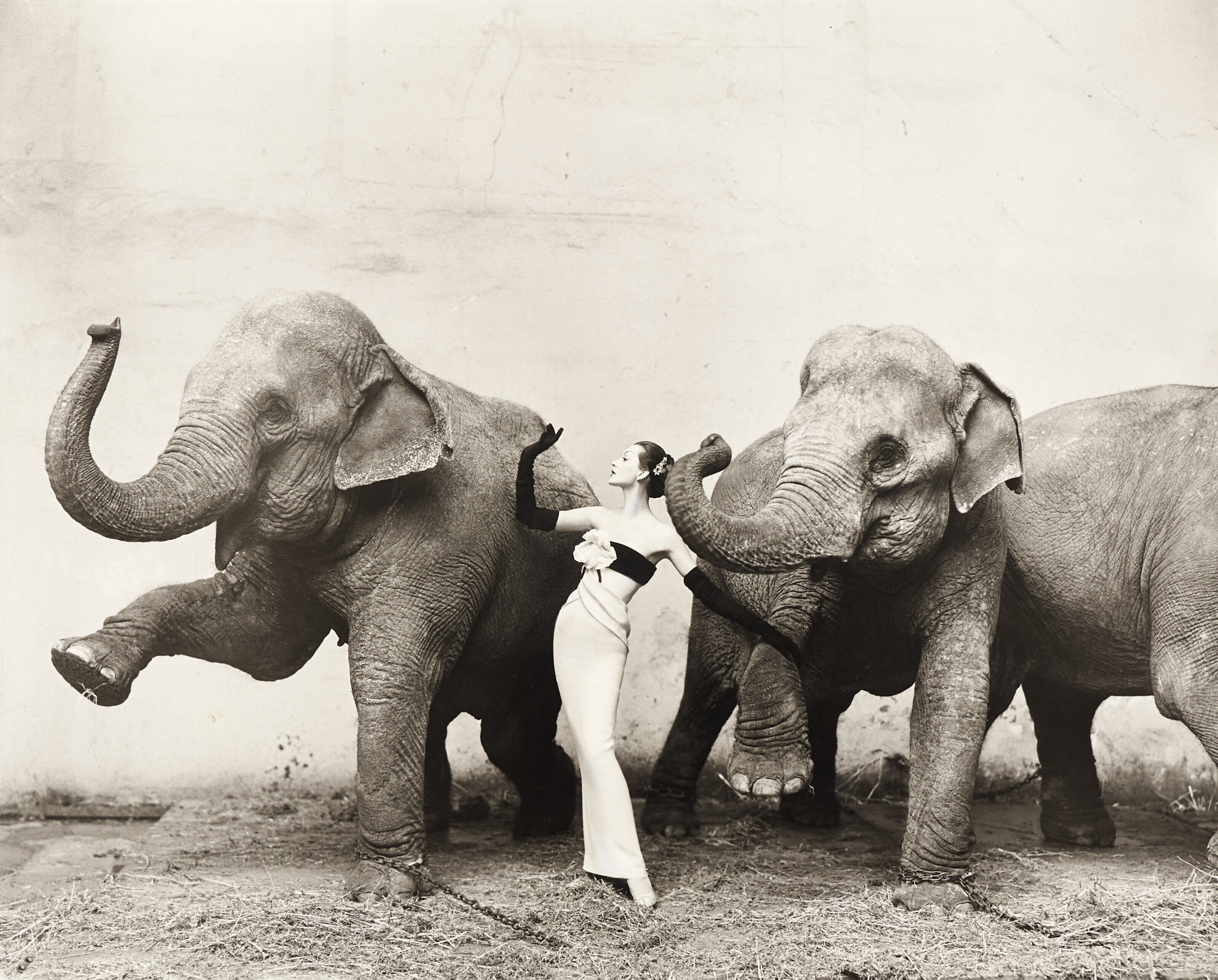 Richard Avedon Photography Elephants Photo Montage: Jane With