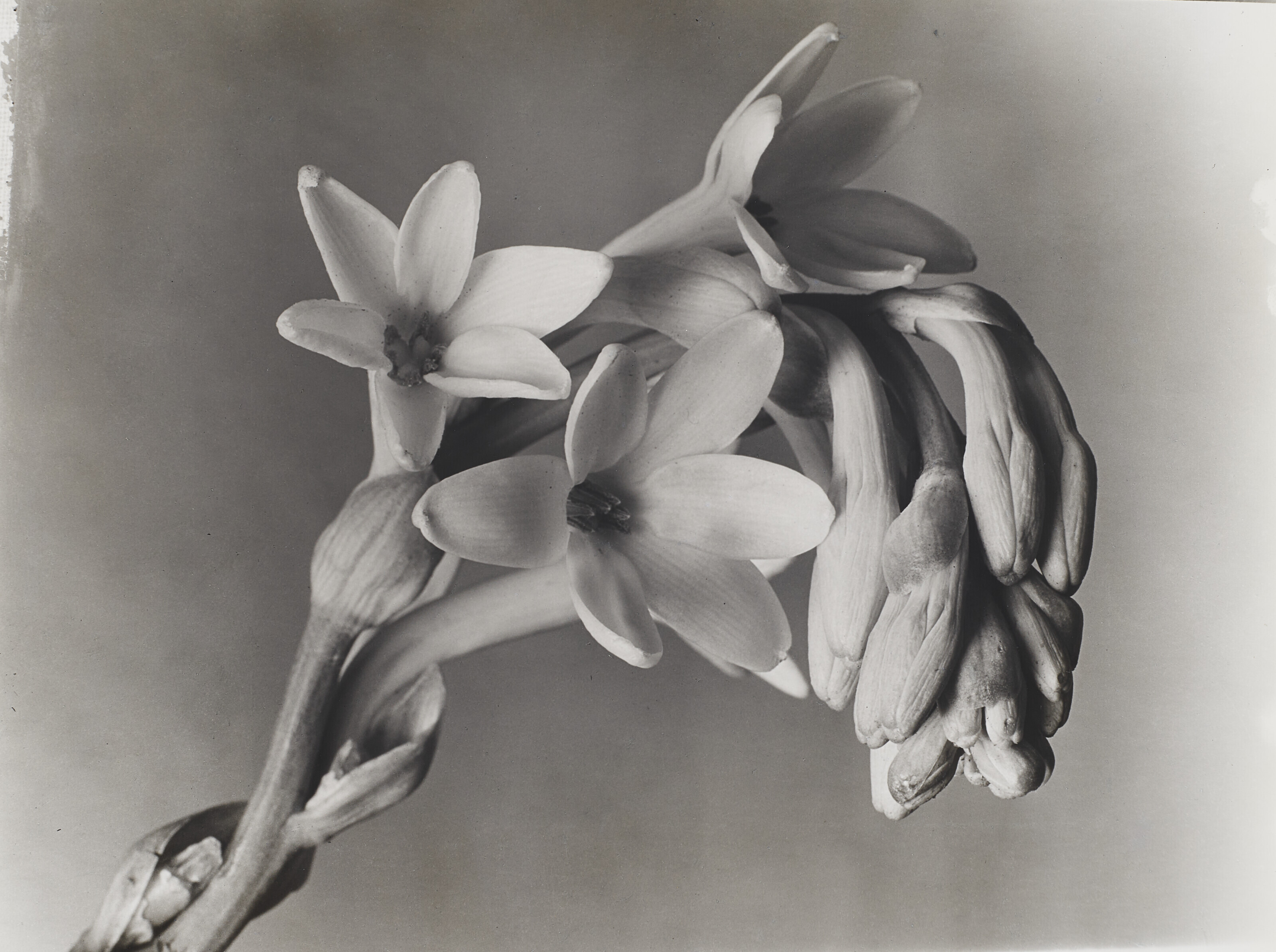 IMOGEN CUNNINGHAM (1883-1976), Tuberose, 1920s | Christie's