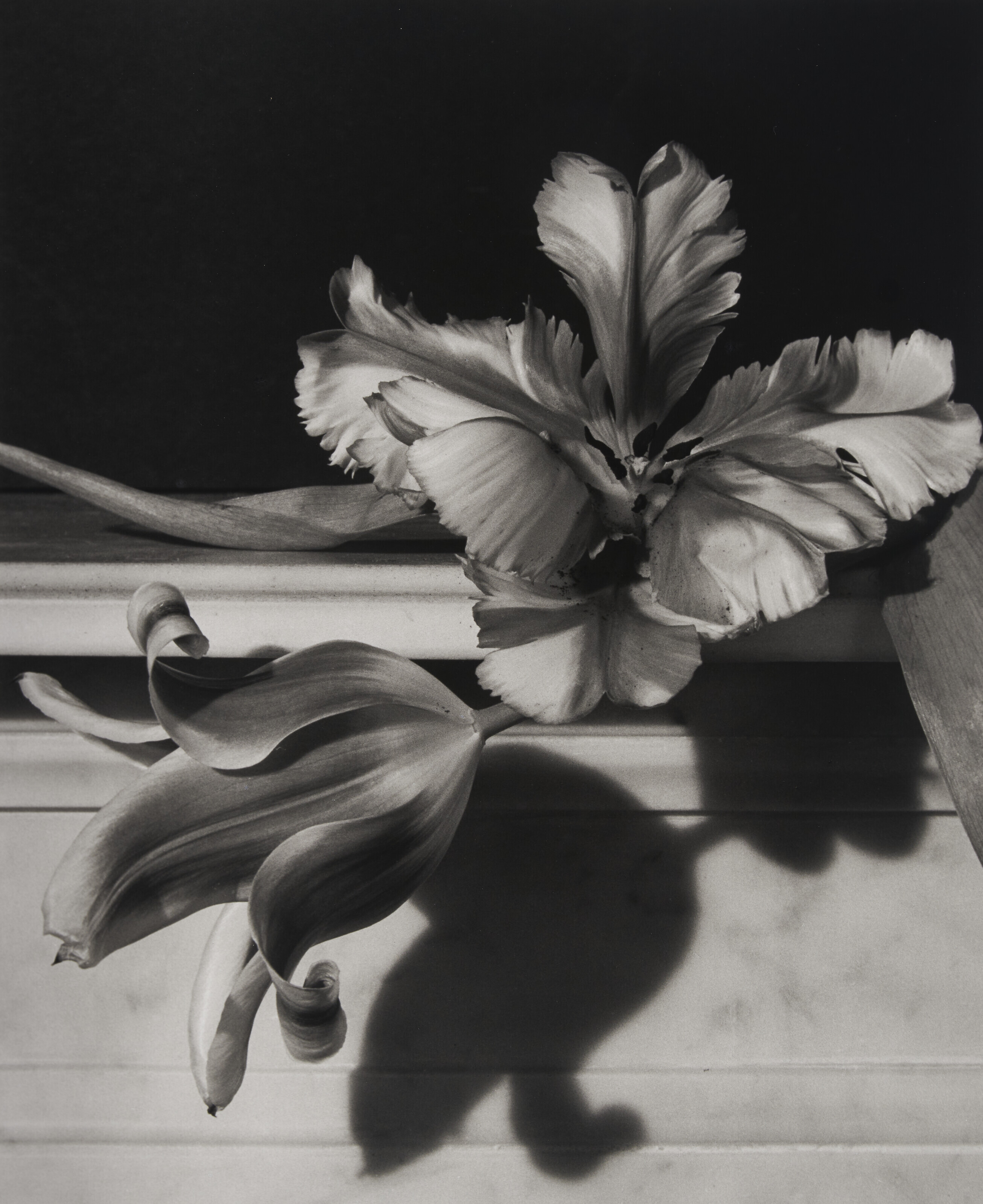 HORST P. HORST (1906–1999), Tulips, Oyster Bay, New York, 1989 | Christie’s