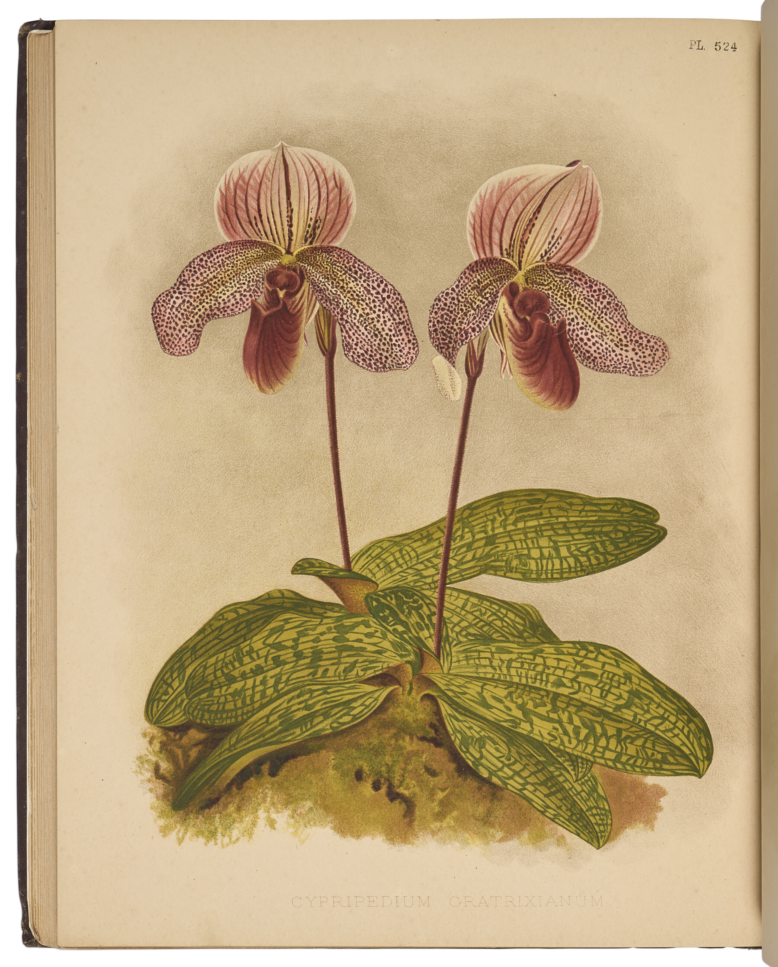 Select Orchidaceous Plants 1862. by Warner, Robert:: (1970