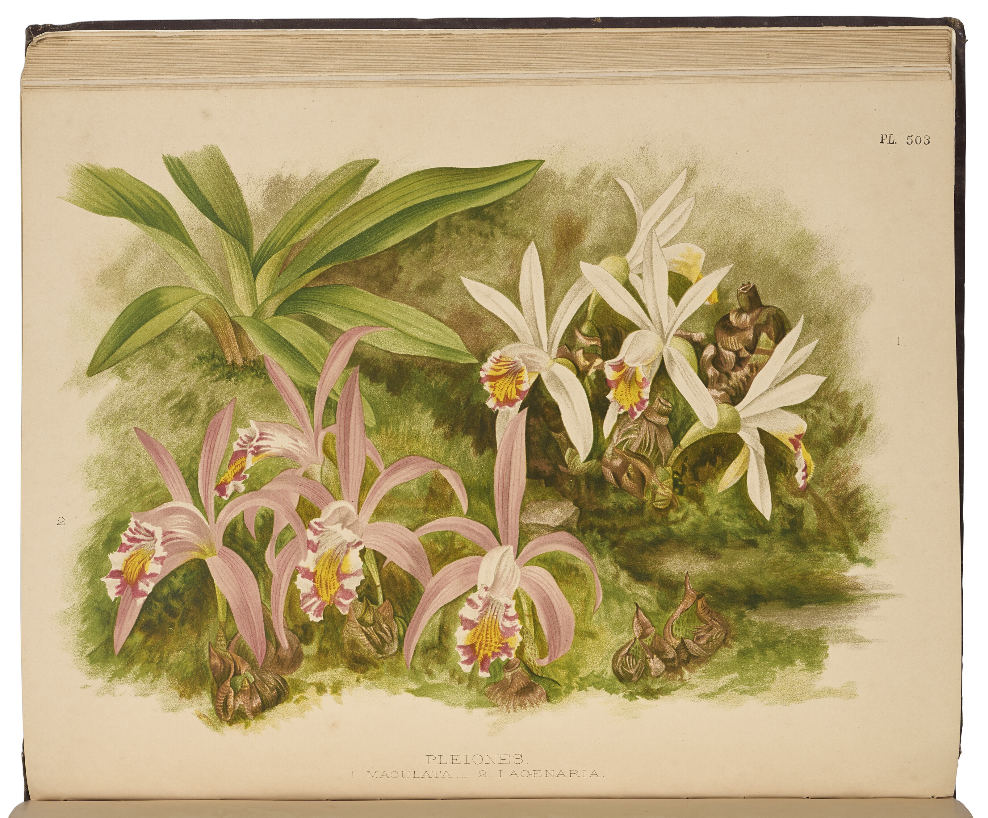 The Orchid Album, Robert Warner, Benjamin Samuel Williams and 