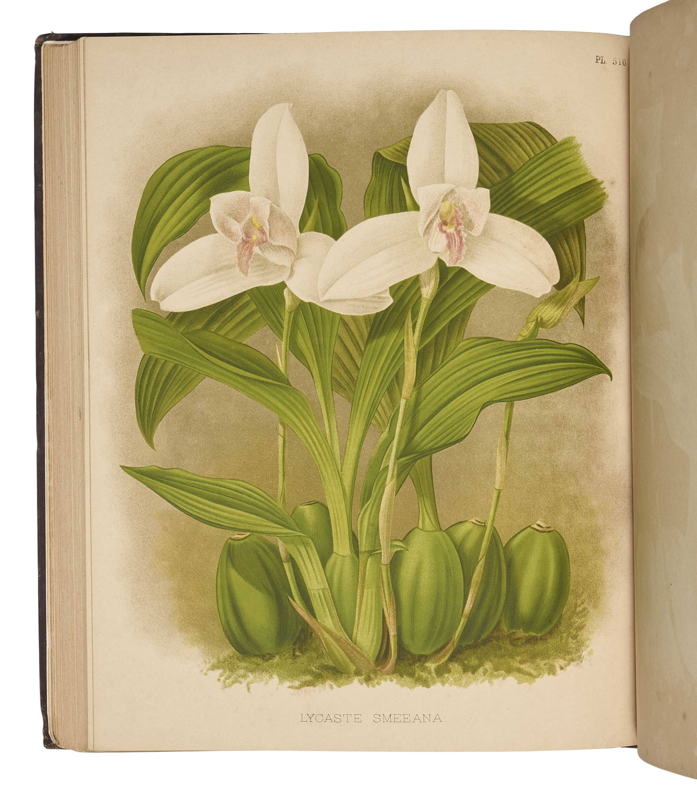 Select Orchidaceous Plants　Robert Warner Select Orchidaceous Plants by Warner Robert - AbeBooks