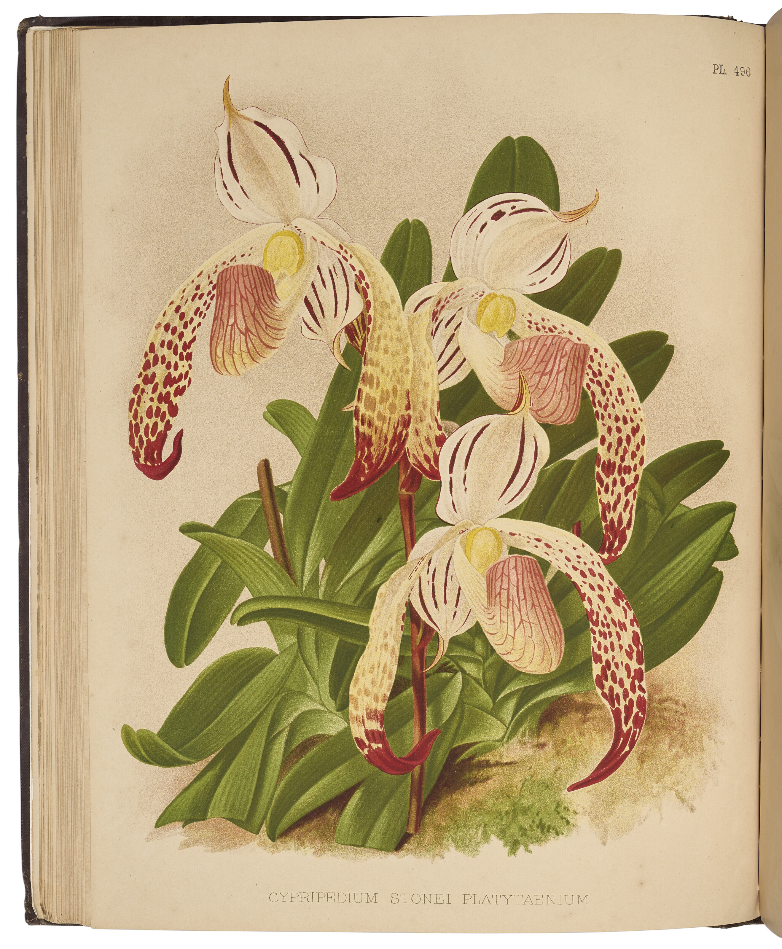 The Orchid Album, Robert Warner, Benjamin Samuel Williams and 