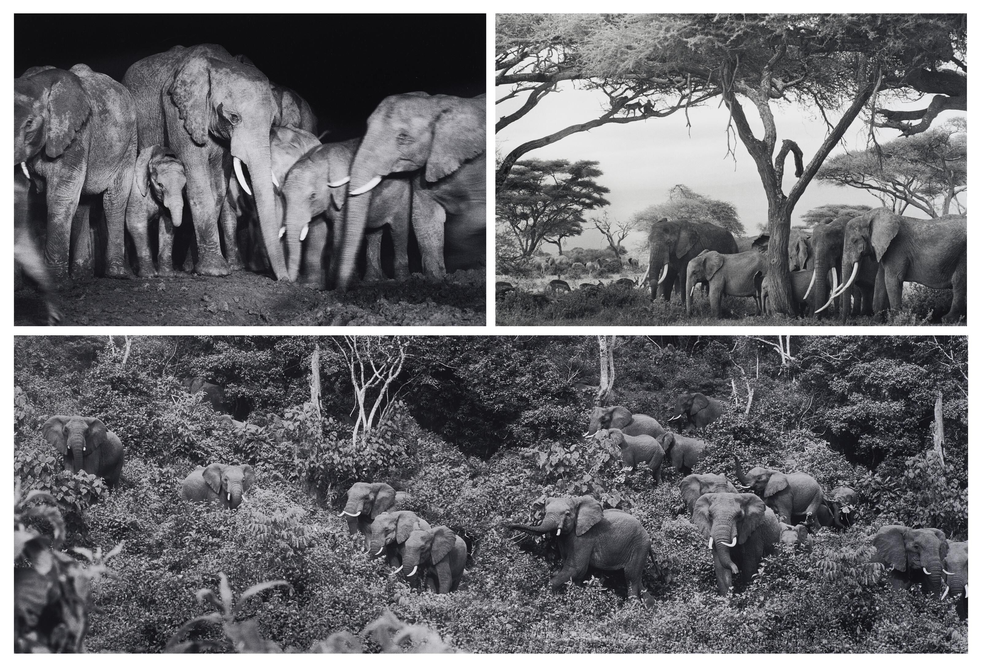 PETER BEARD (1938–2020), Ele Portfolio | Christie's