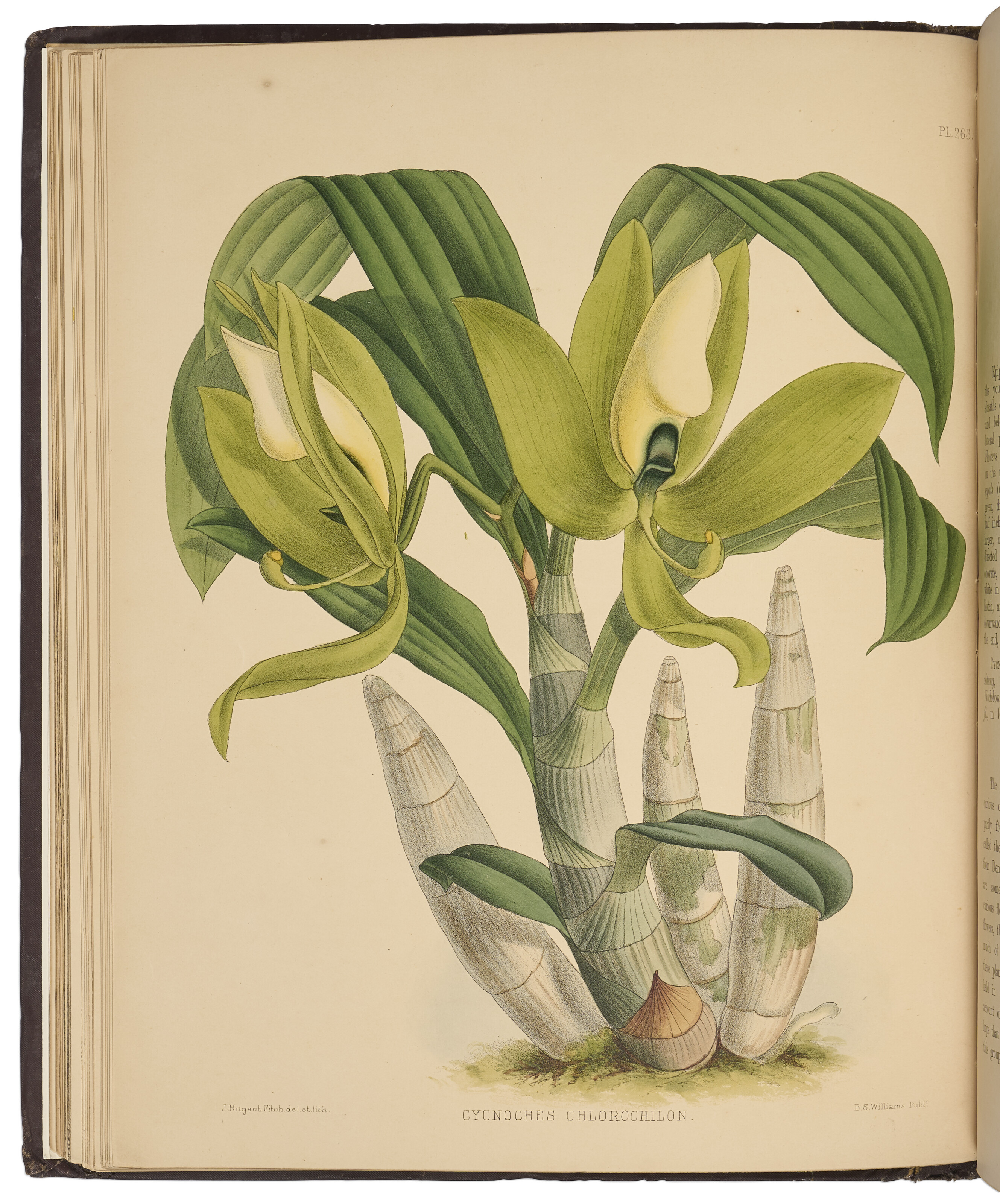 The Orchid Album, Robert Warner, Benjamin Samuel Williams and