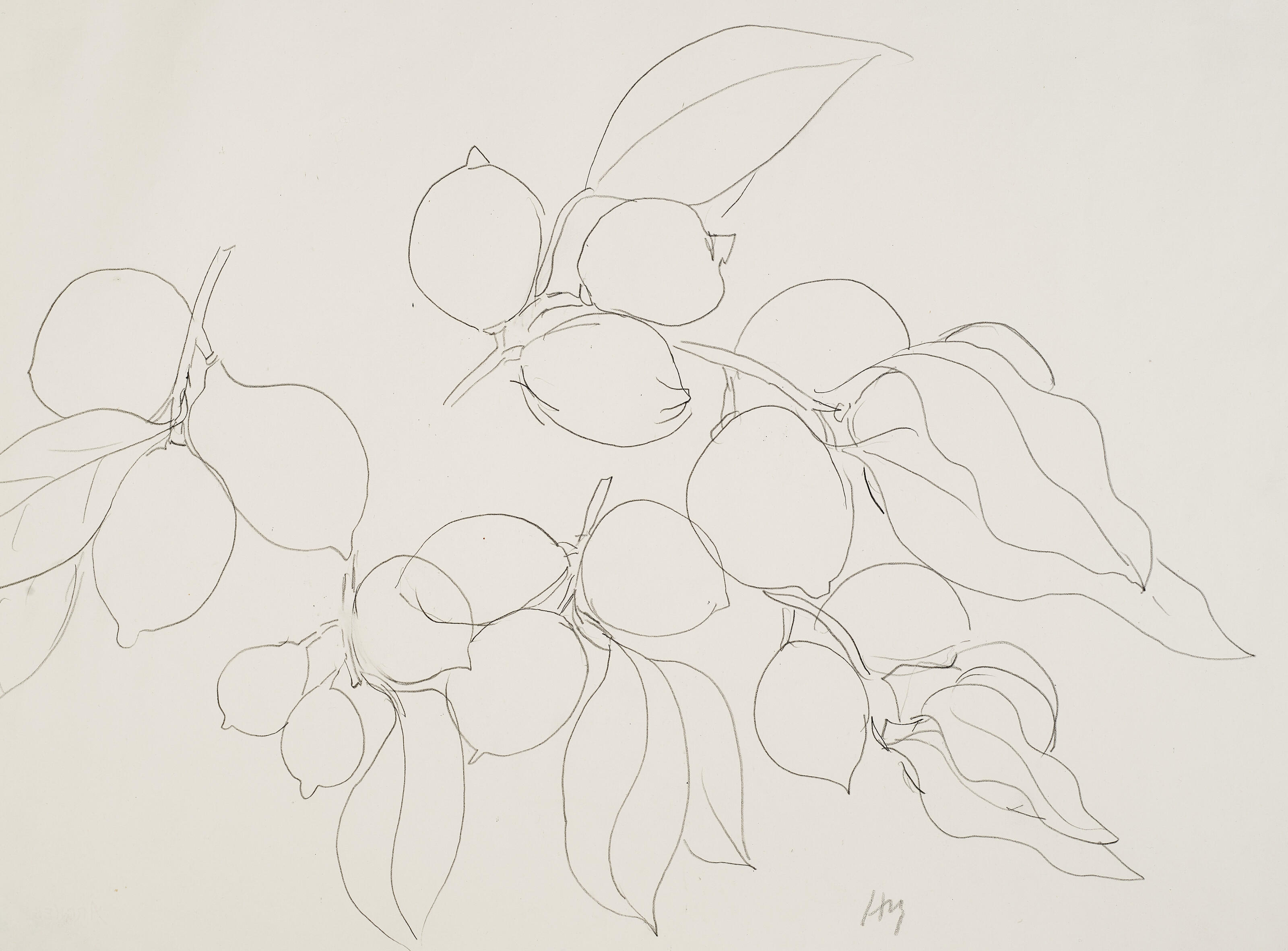 Etude de citrons