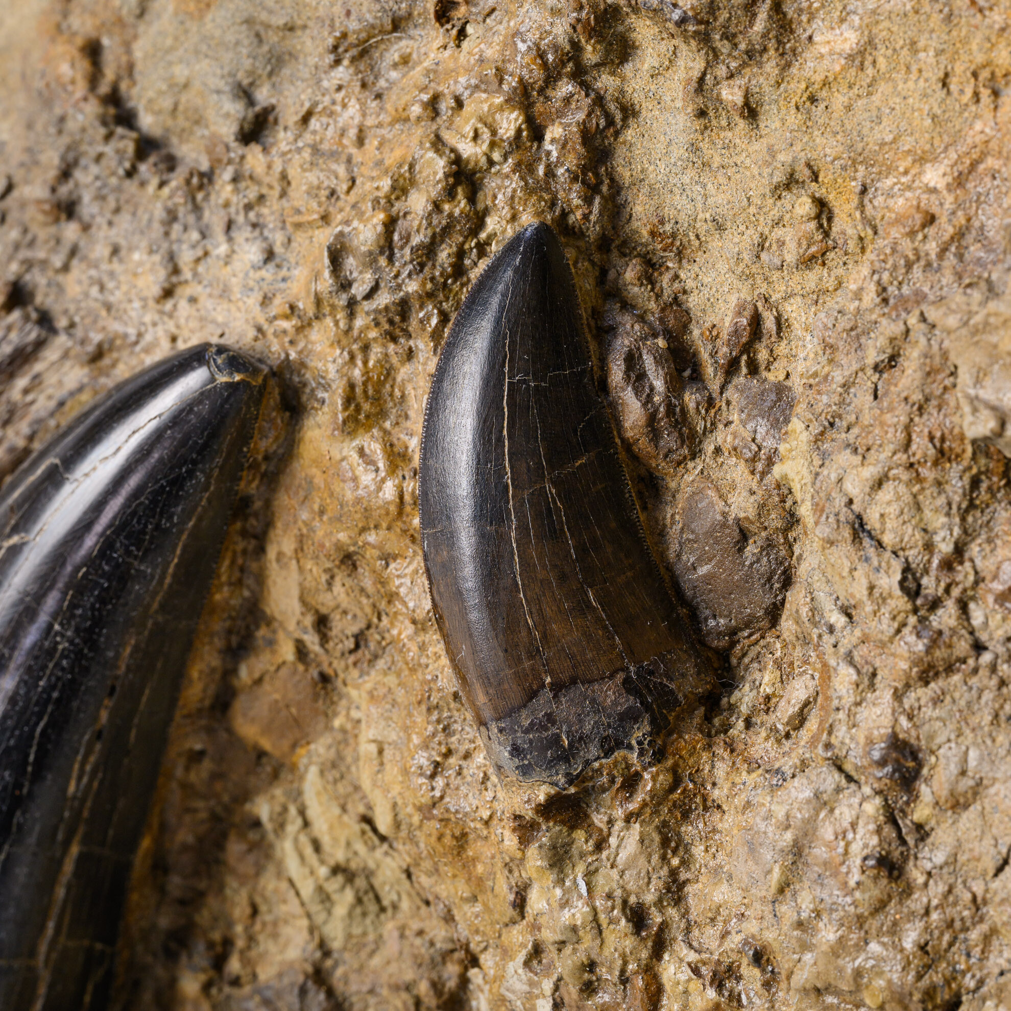Six Tyrannosaurus rex teeth, South Dakota, USA | Christie's