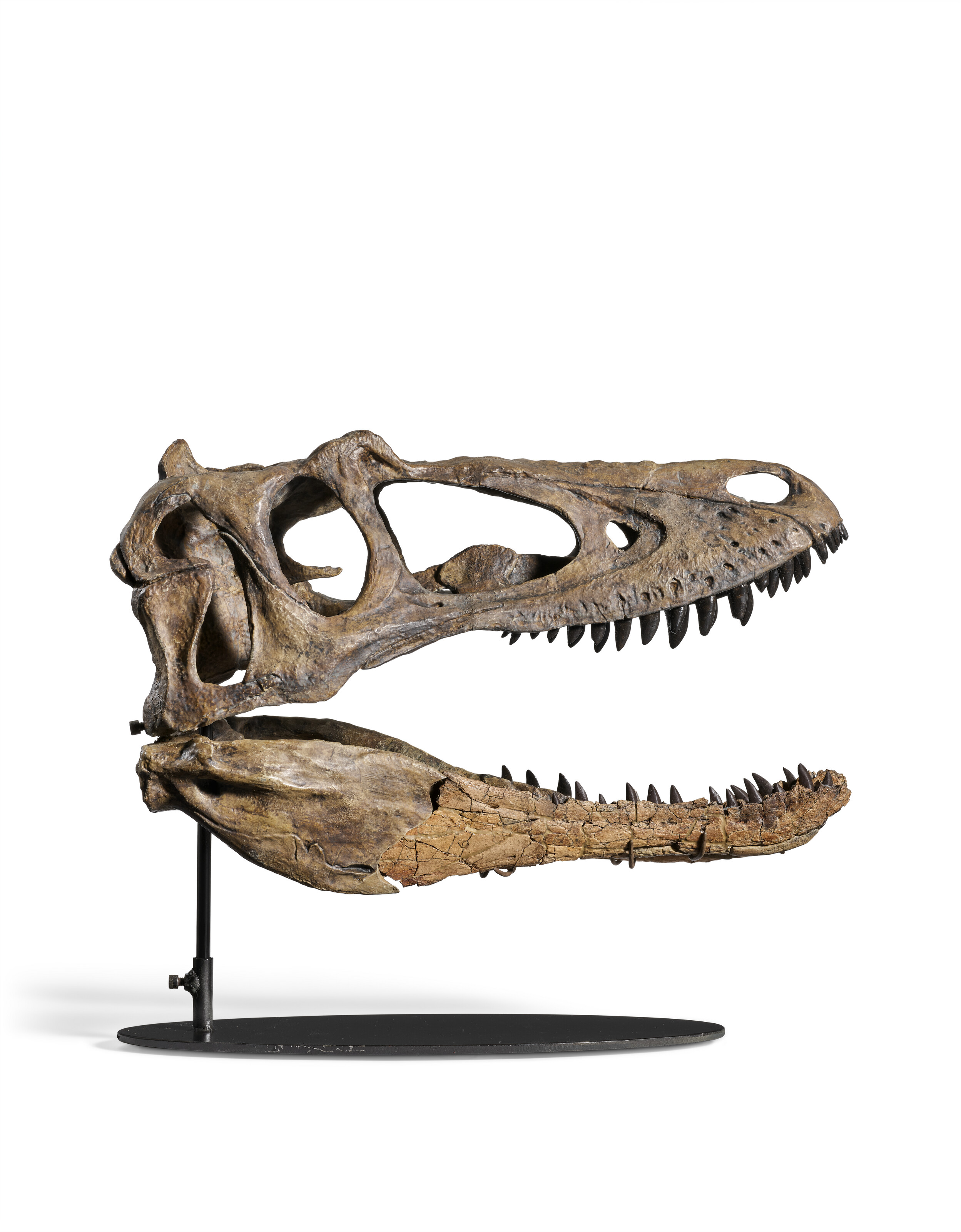 Six Tyrannosaurus rex teeth, South Dakota, USA | Christie's