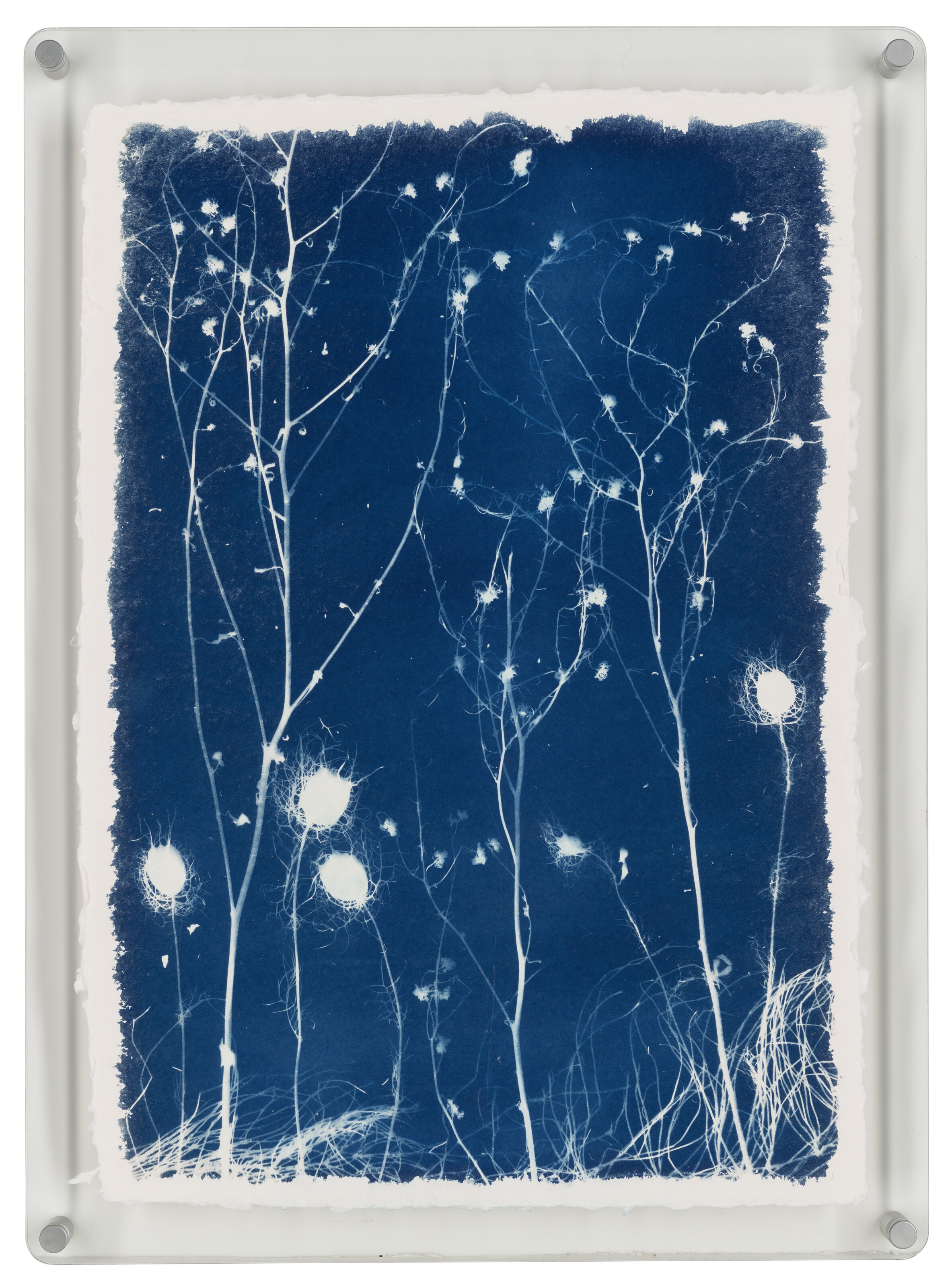 ANASTASIA LEBEDEV image 2