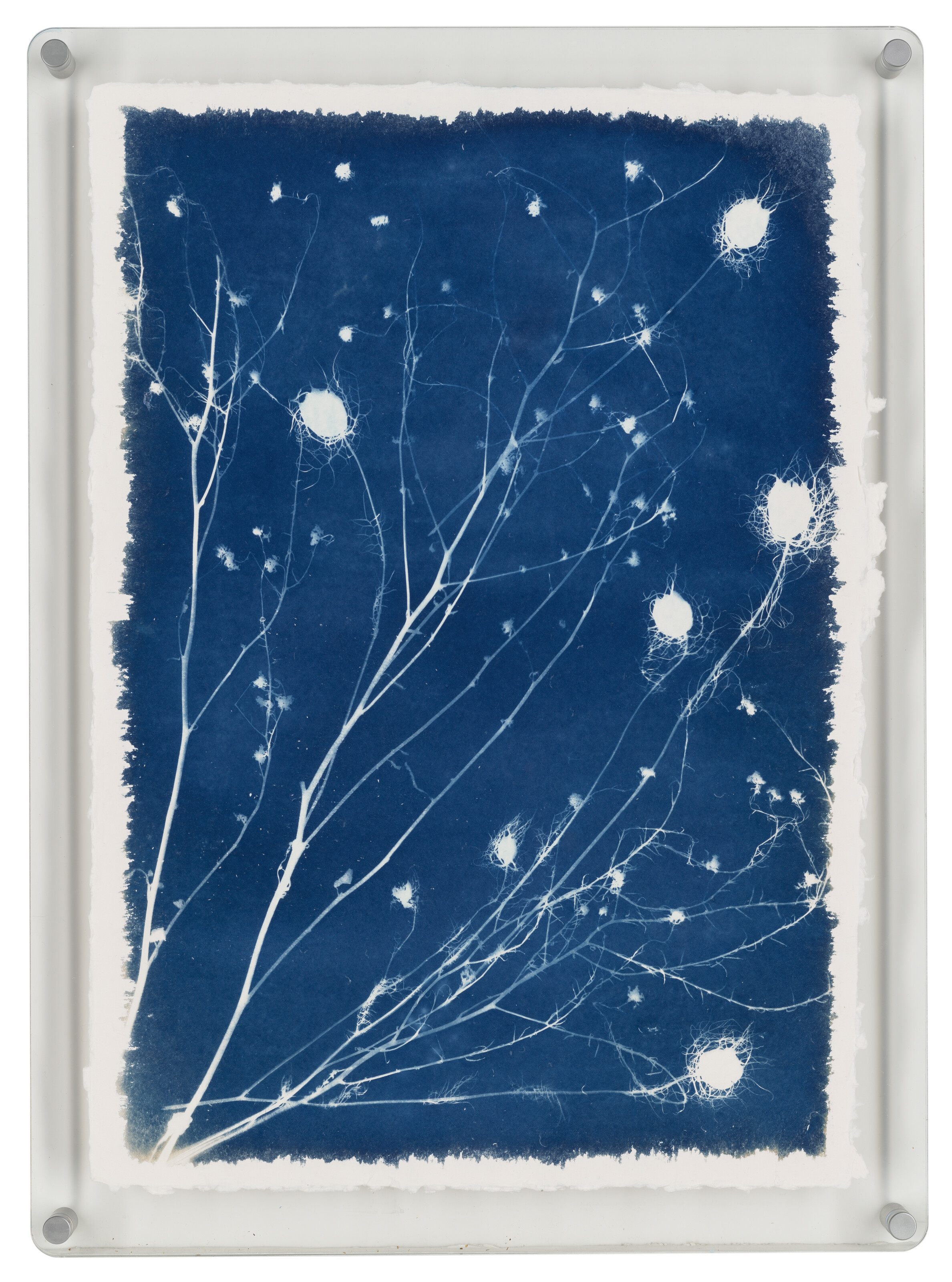 ANASTASIA LEBEDEV image 4