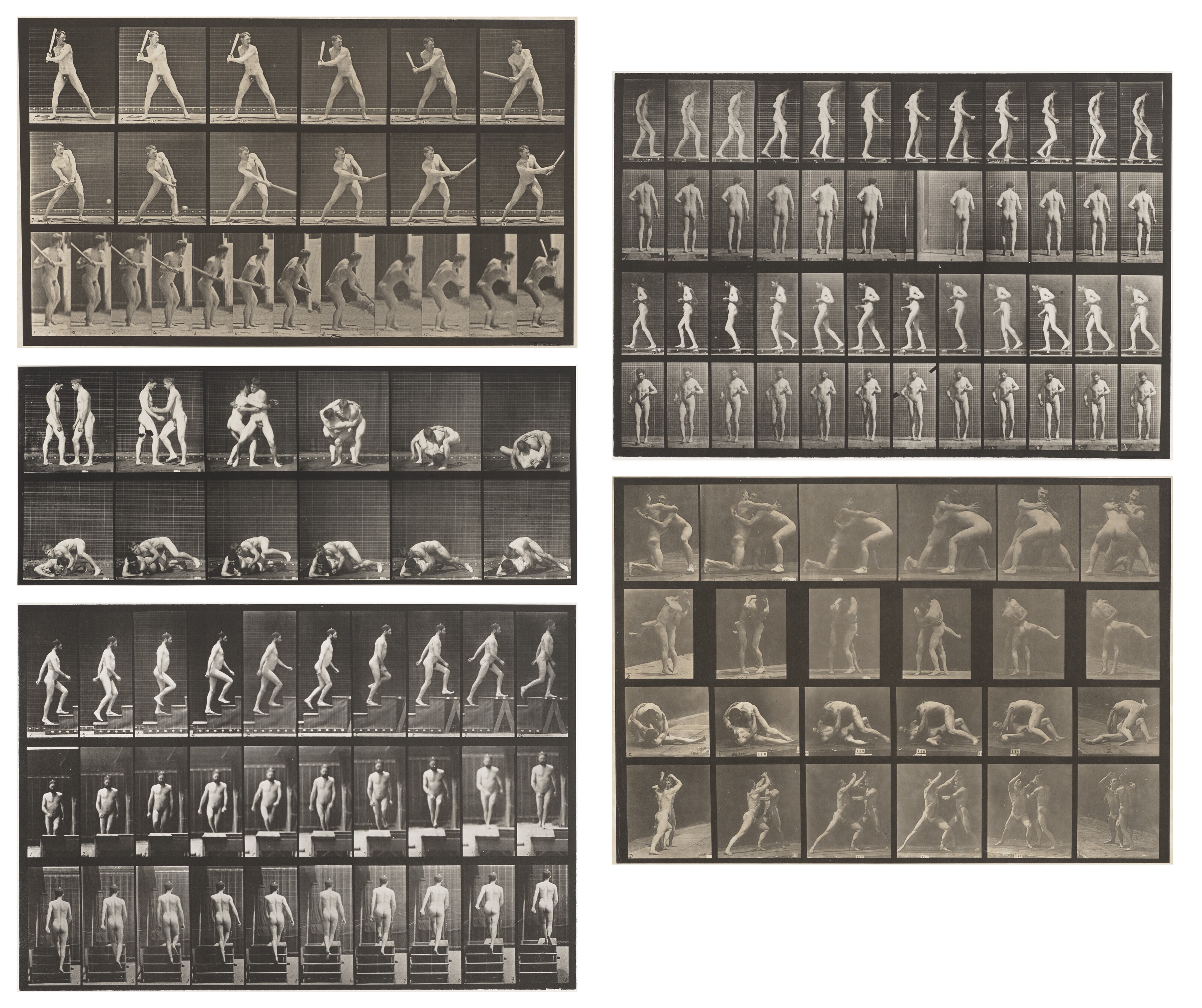 EADWEARD MUYBRIDGE (1830–1904), Selected images from Animal