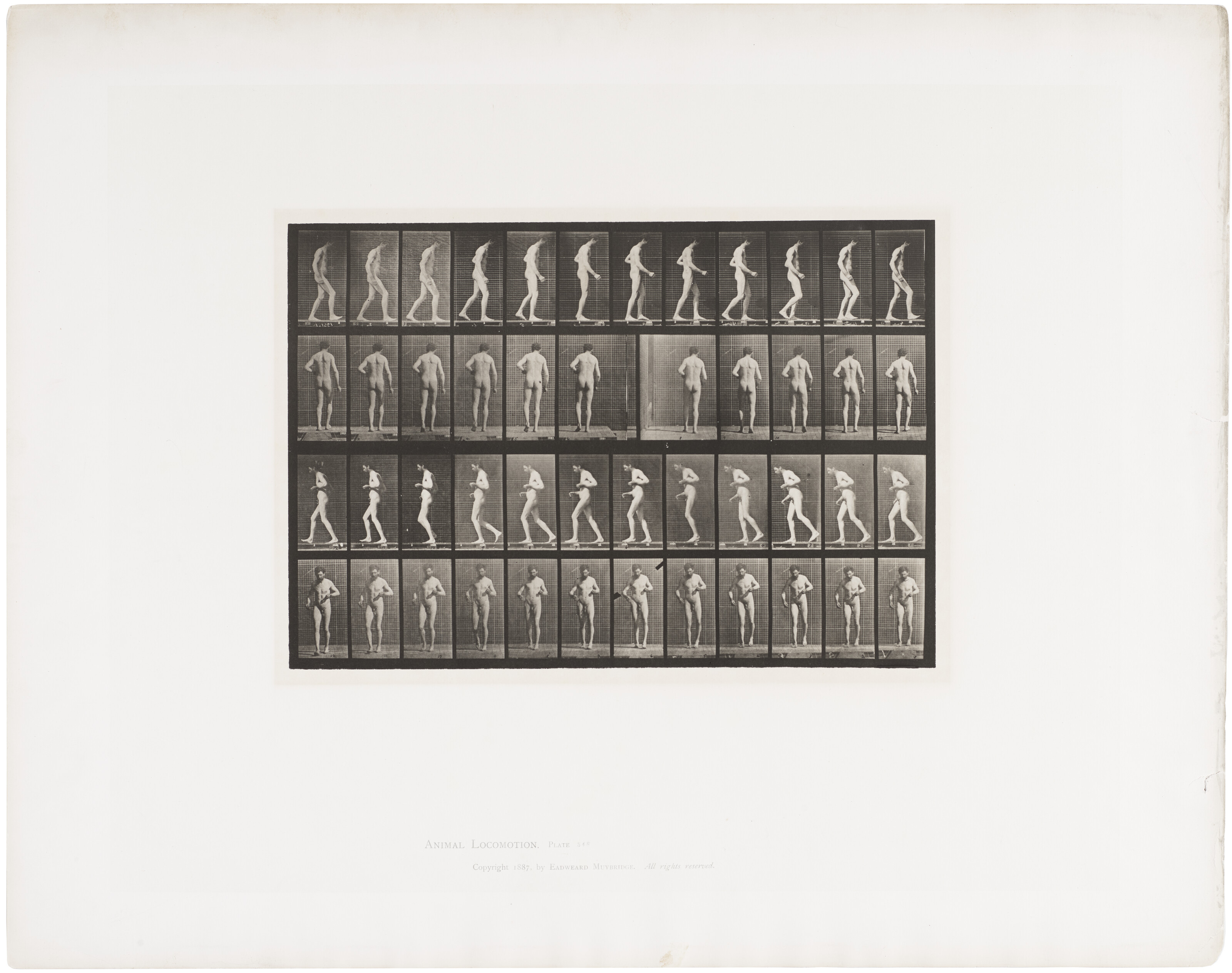 EADWEARD MUYBRIDGE (1830–1904), Selected images from Animal