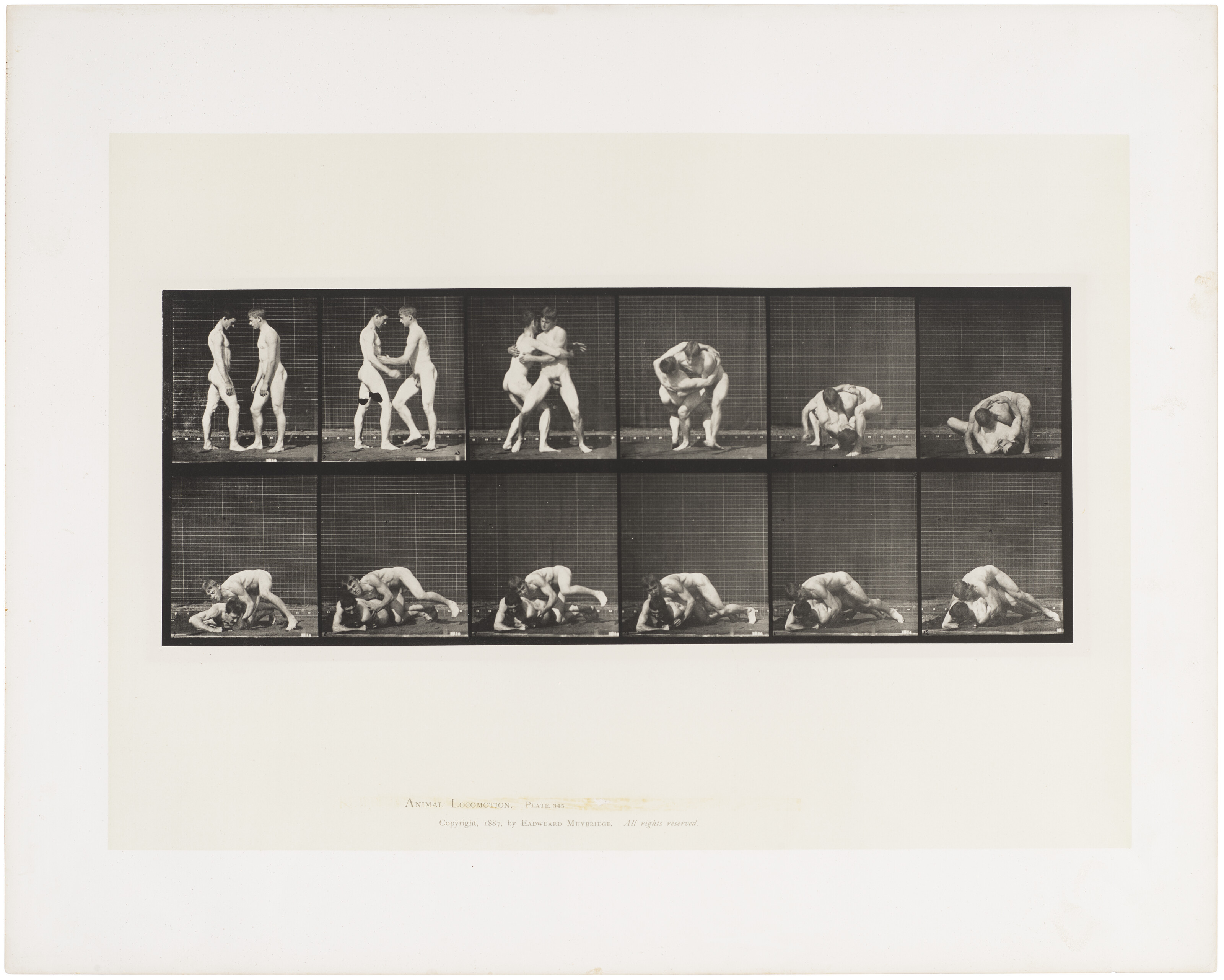 EADWEARD MUYBRIDGE (1830–1904), Selected images from Animal