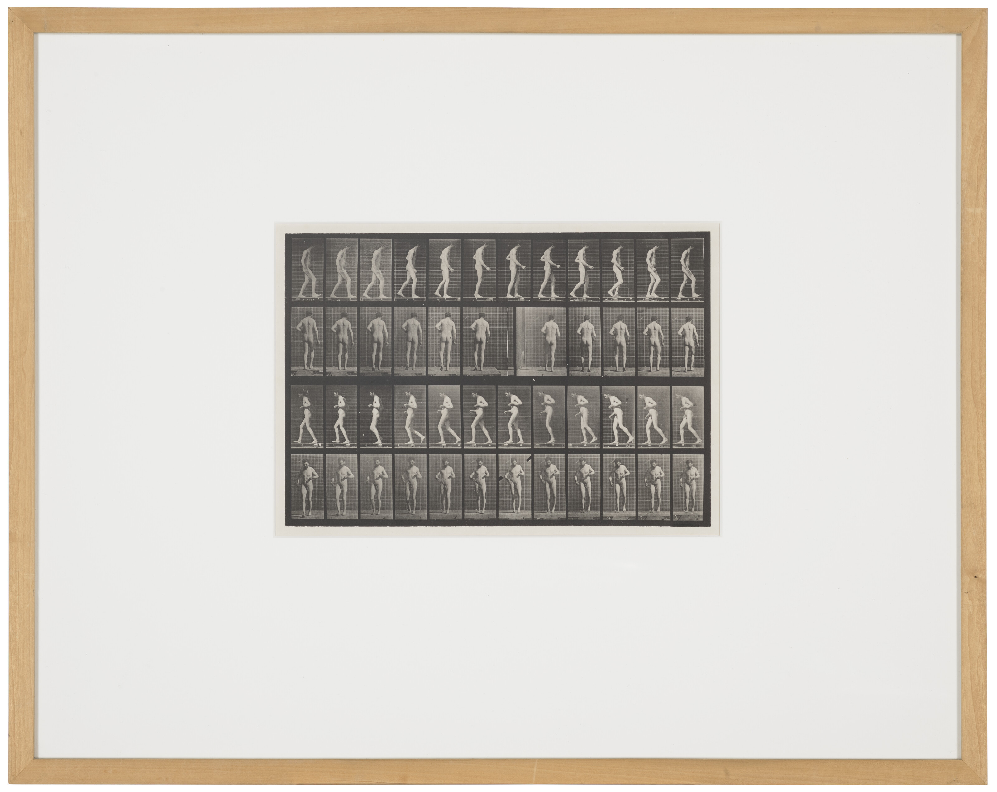 EADWEARD MUYBRIDGE (1830–1904), Selected images from Animal