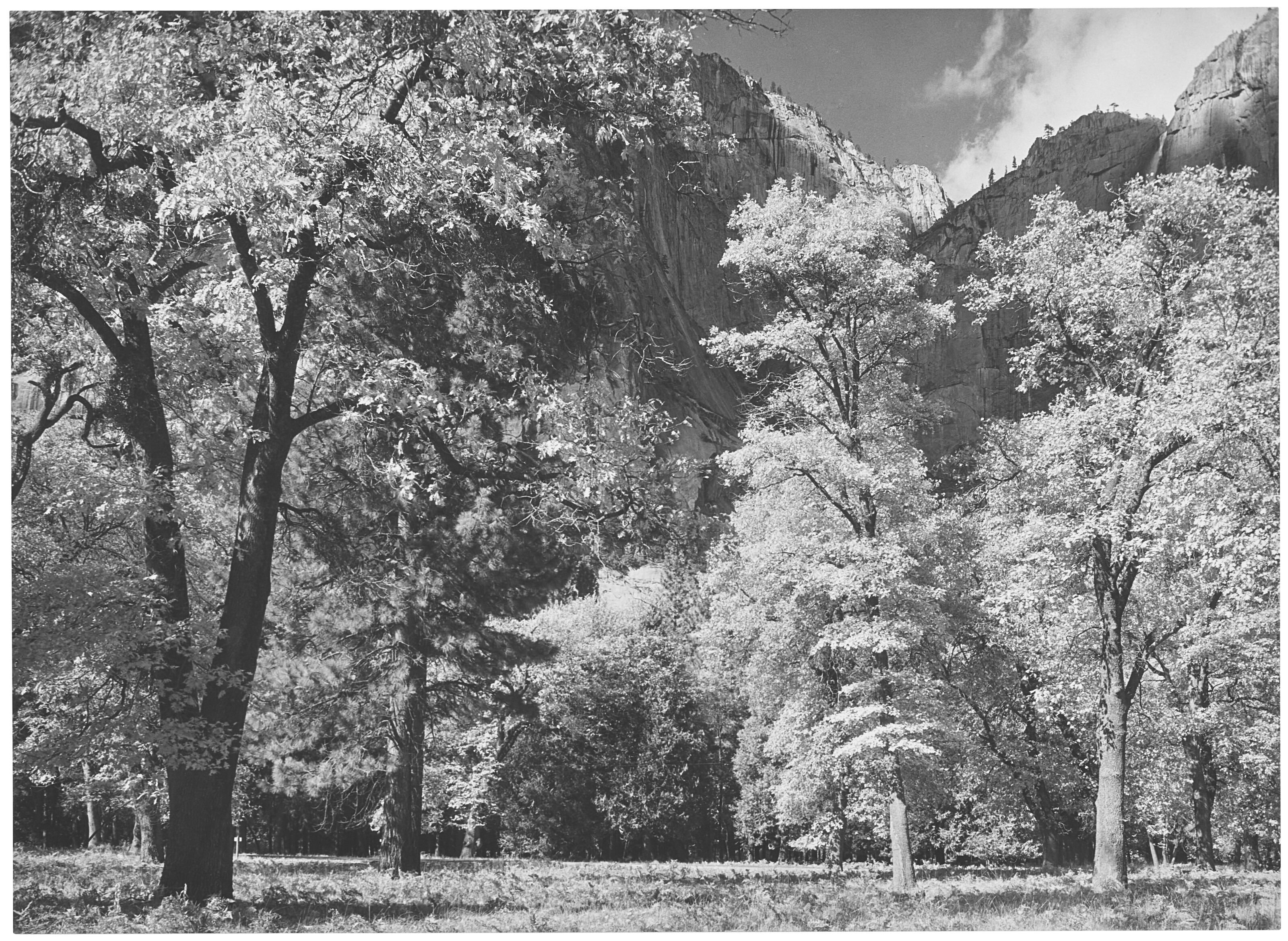 Catalog image of Untitled (Spring Trees), Yosemite, c. 1930s