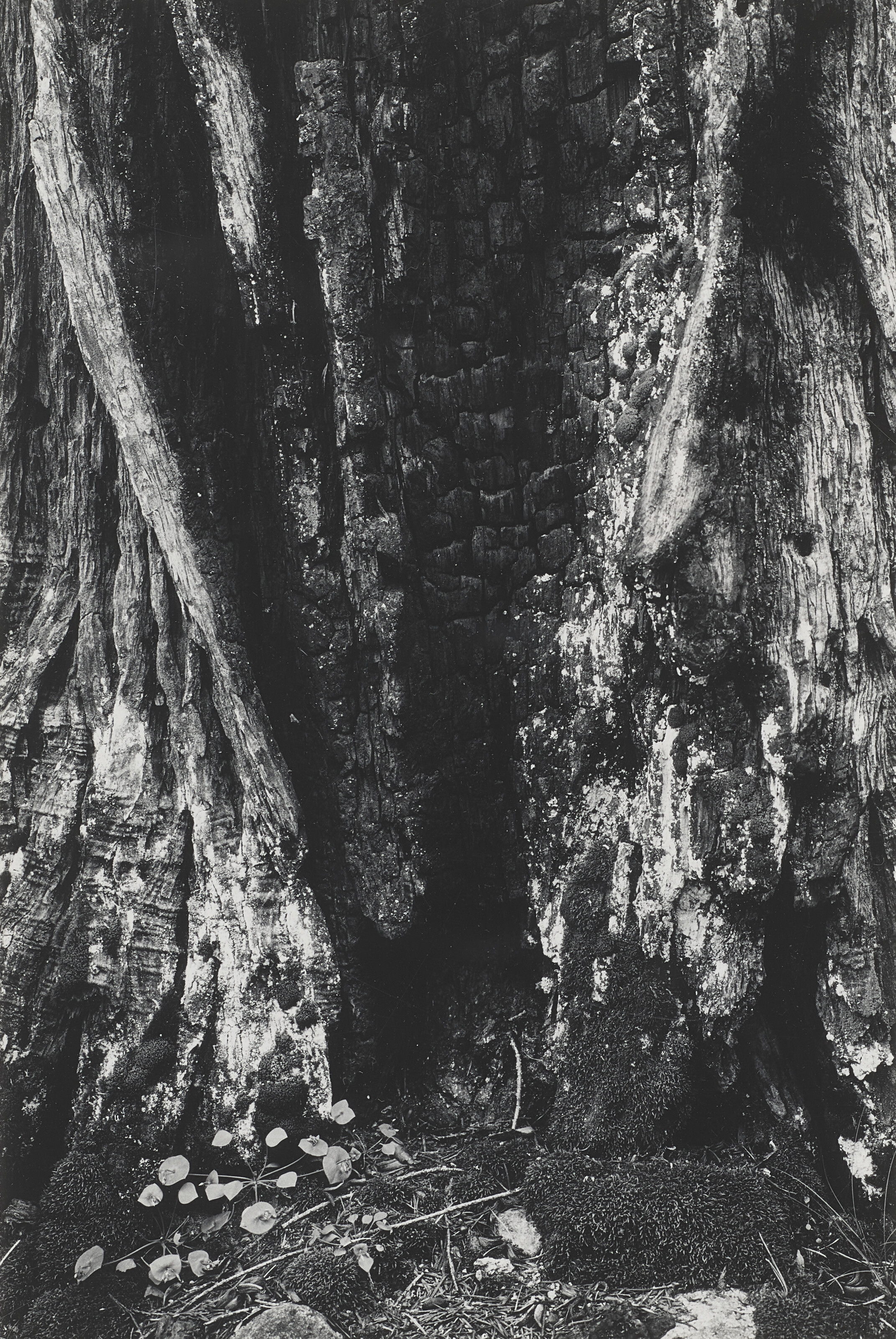 EDWARD WESTON (1886–1958), Sign Post, Arizona, 1938 | Christie's