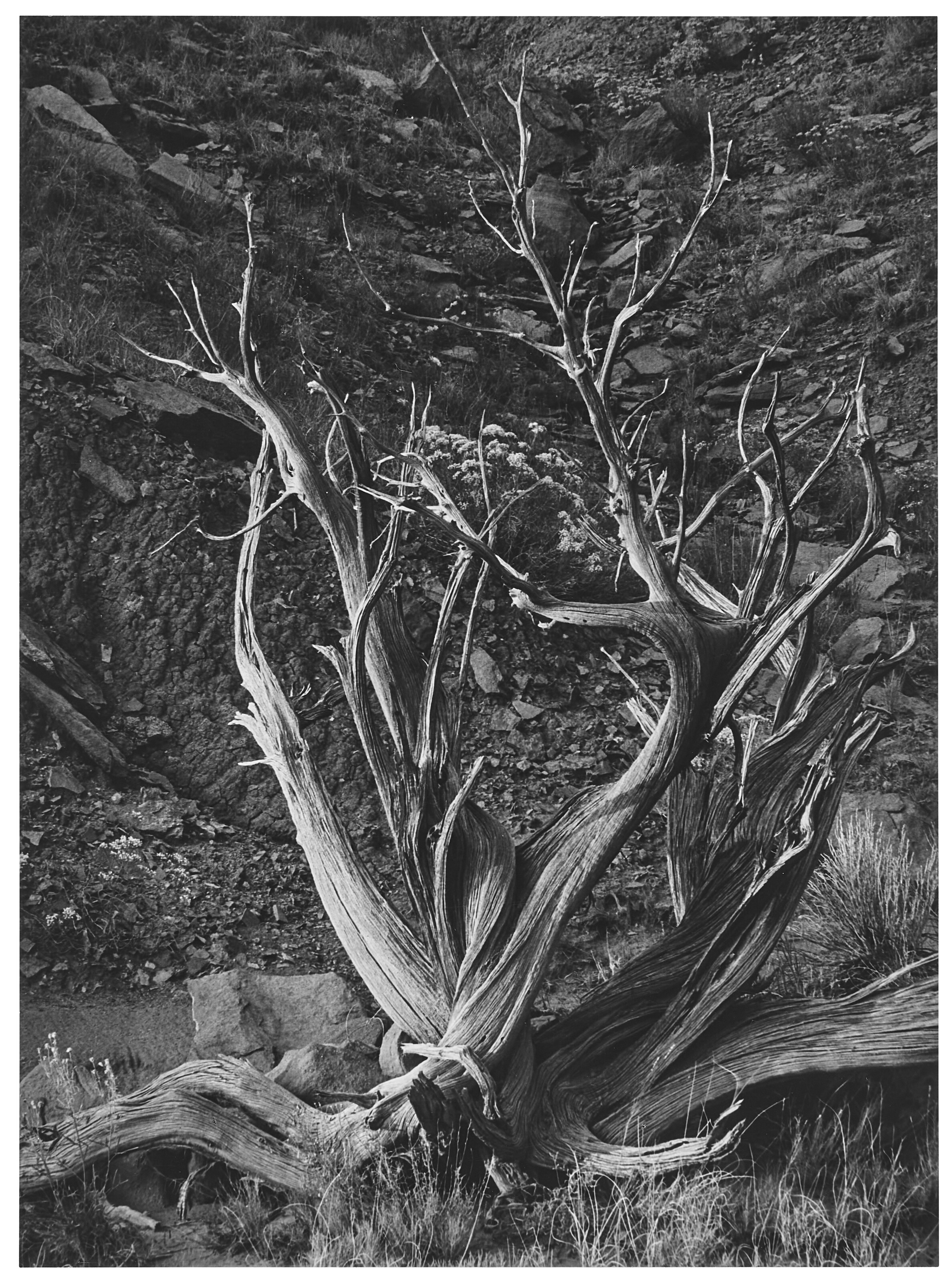 EDWARD WESTON (1886–1958), Sign Post, Arizona, 1938 | Christie's