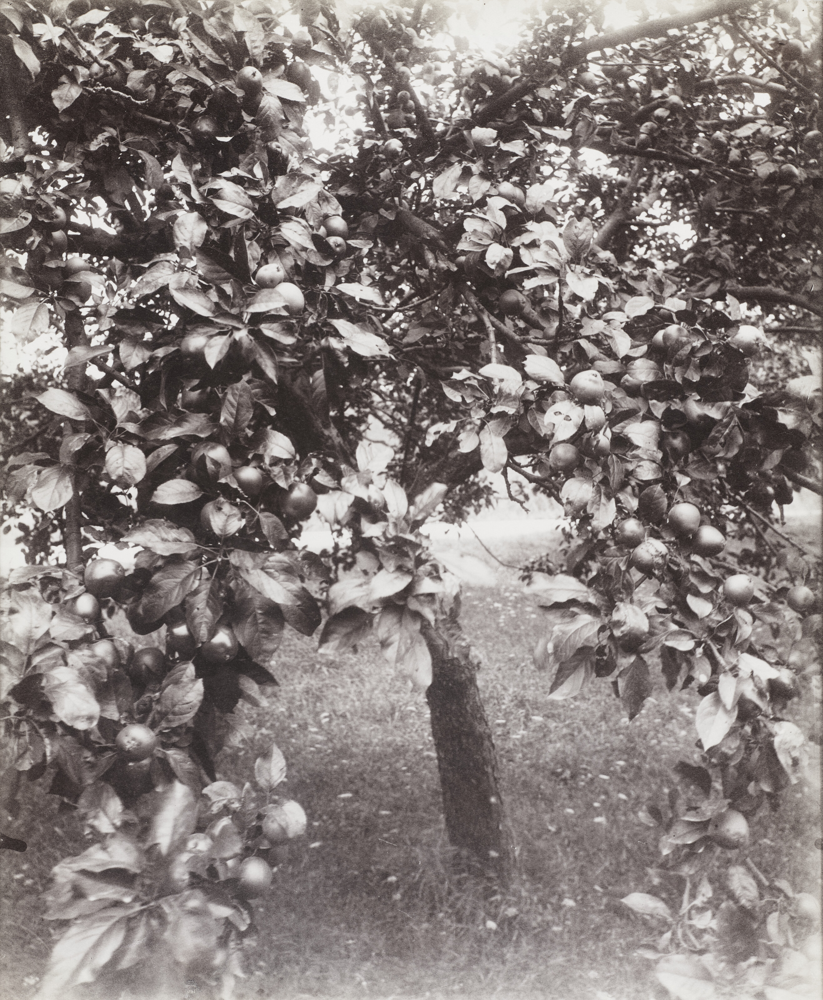 EDWARD WESTON (1886–1958), Sign Post, Arizona, 1938 | Christie's
