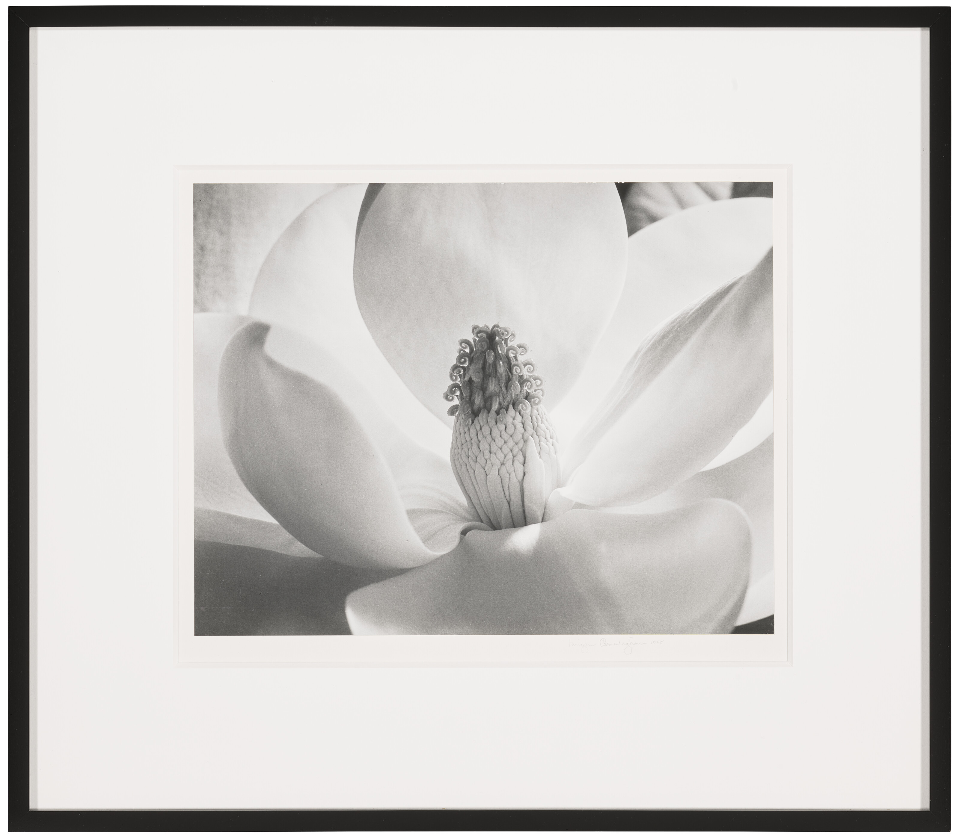 IMOGEN CUNNINGHAM (1883-1976), Magnolia Blossom, 1925