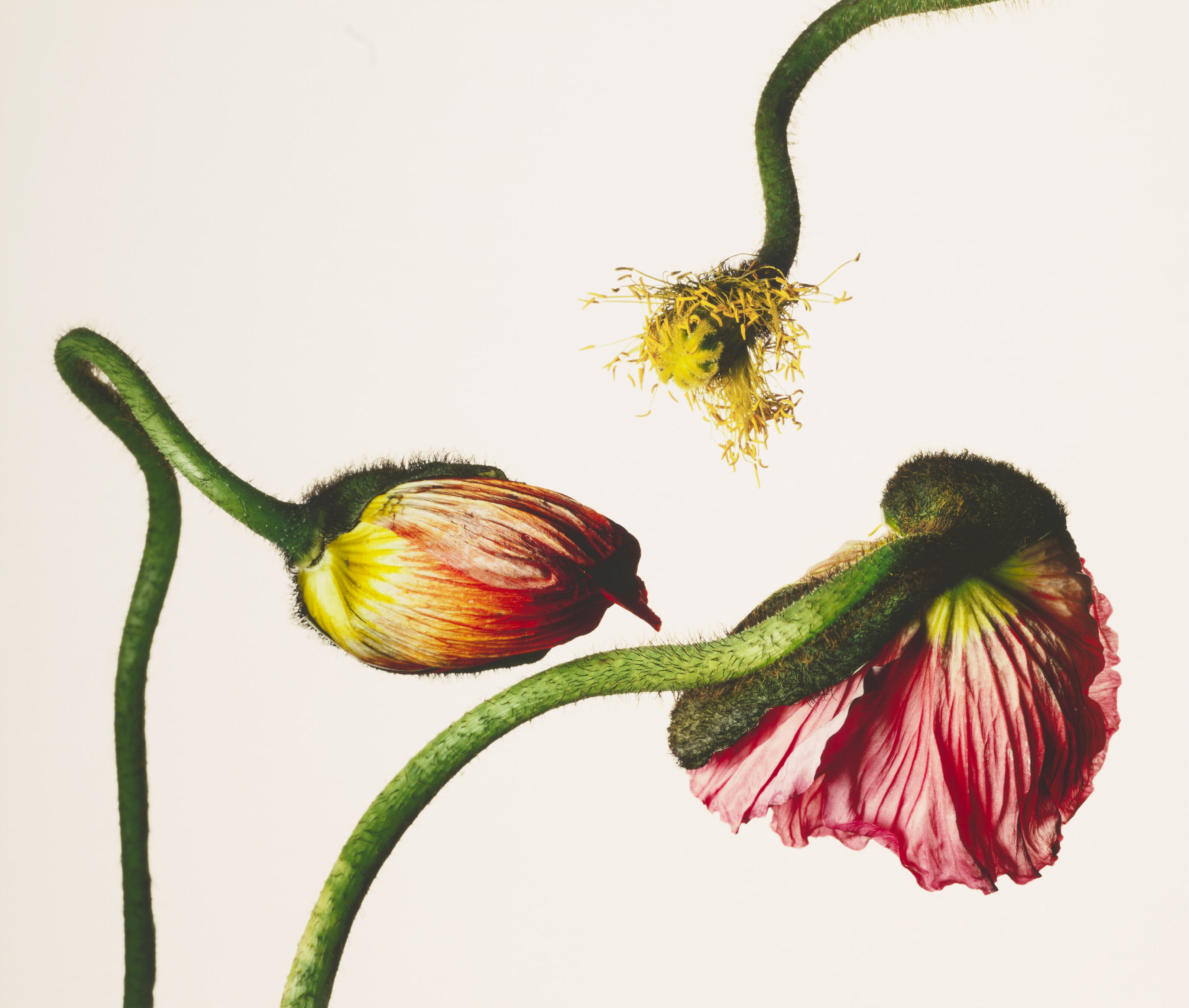 洋書 FLOWERS by Irving Penn Flowers: Irving Penn, Irving Penn: 9780517540749: Amazon.com: Books