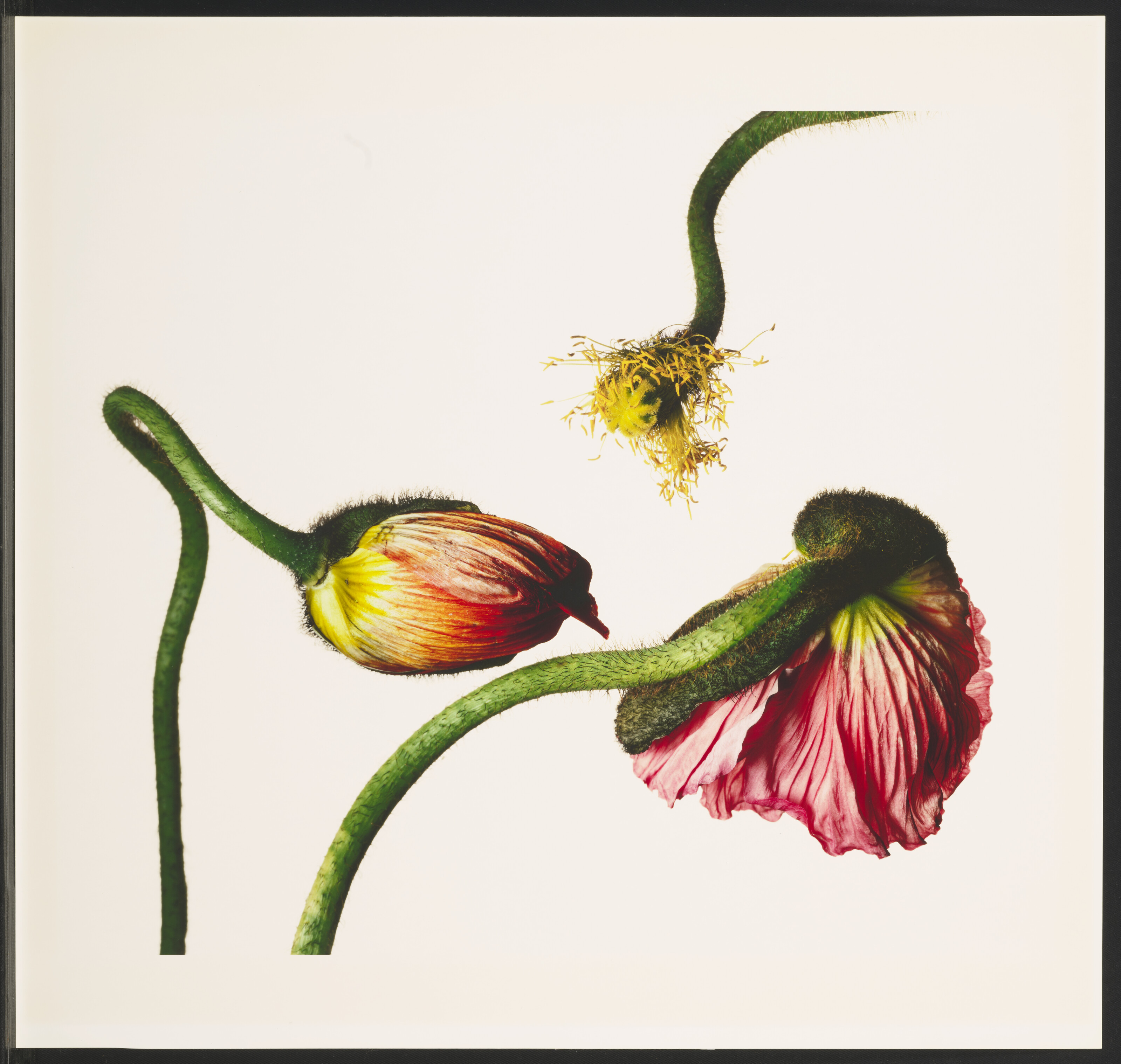 IRVING PENN (1917-2009), Iceland Poppy / Papaver Nudicaule (G