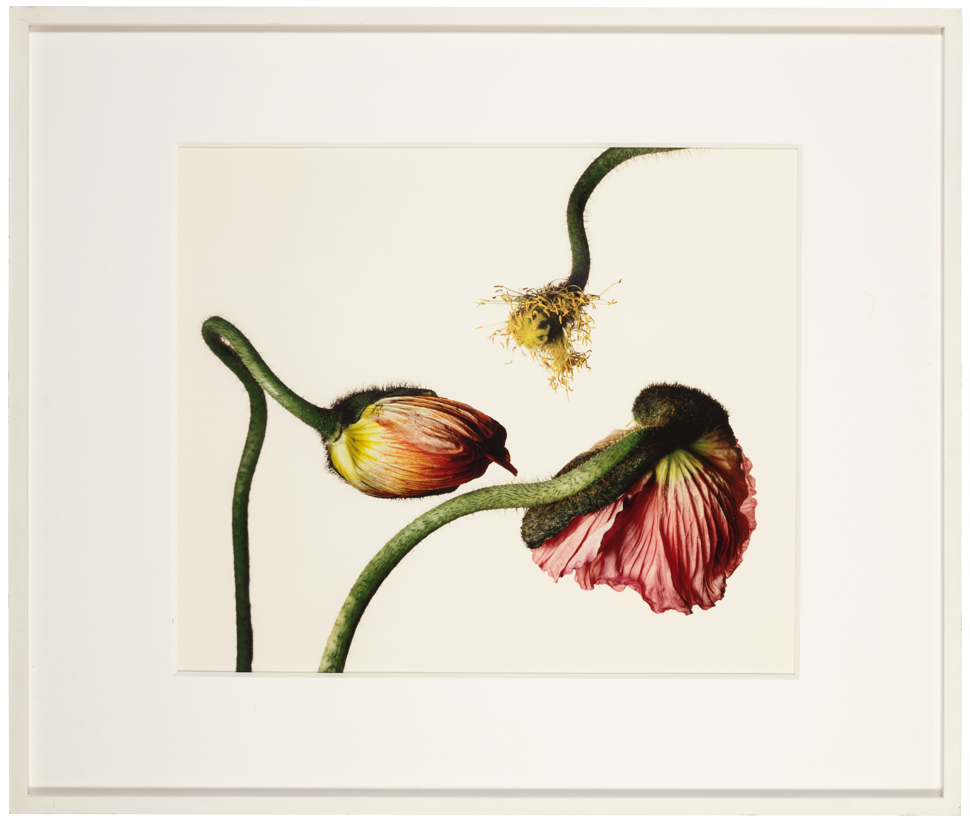 IRVING PENN (1917-2009), Iceland Poppy / Papaver Nudicaule (G