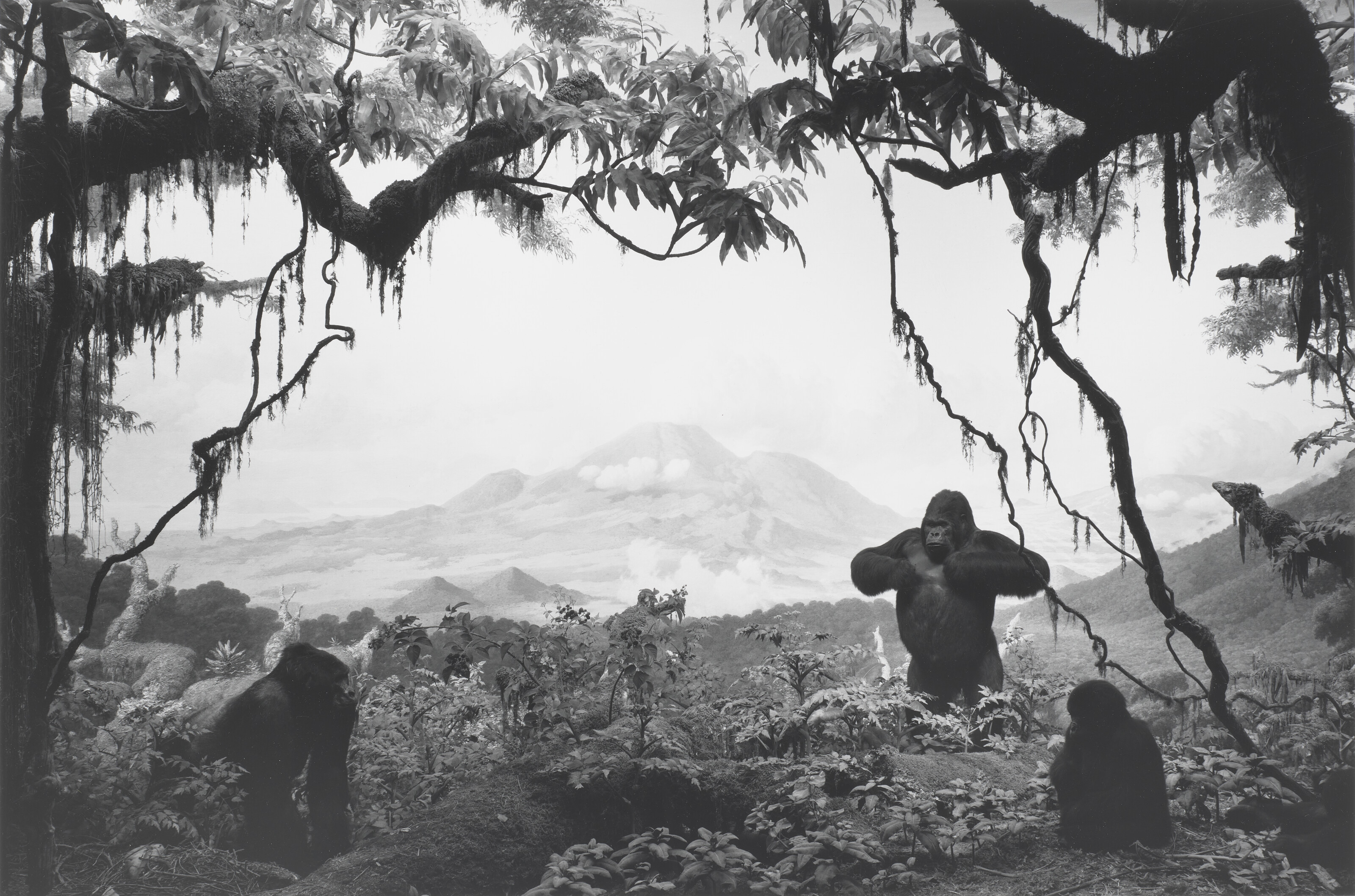 HIROSHI SUGIMOTO (B. 1948), Gorilla, 1994 | Christie's
