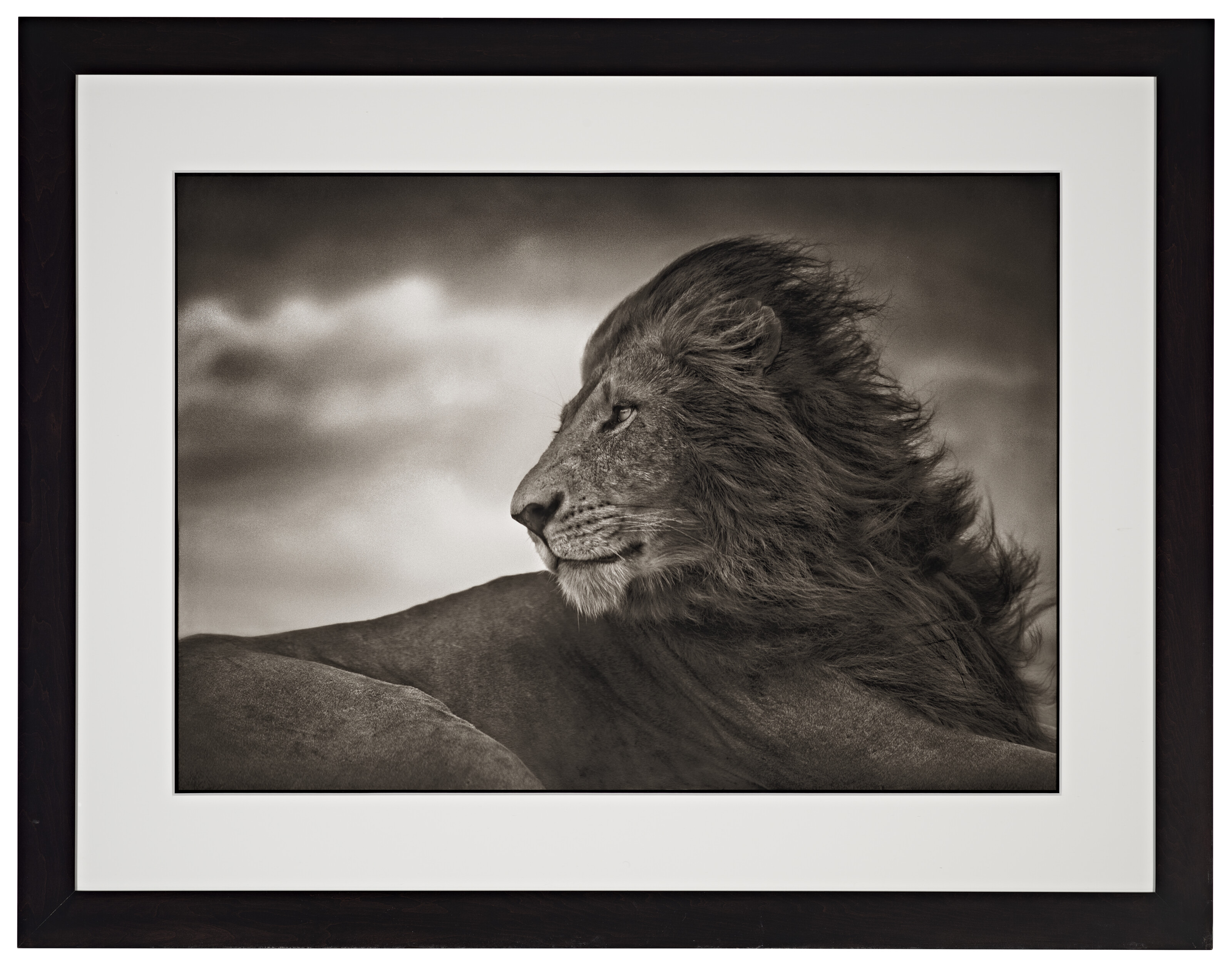 NICK BRANDT (B. 1964), Lion Before Storm, Maasai Mara, 2006