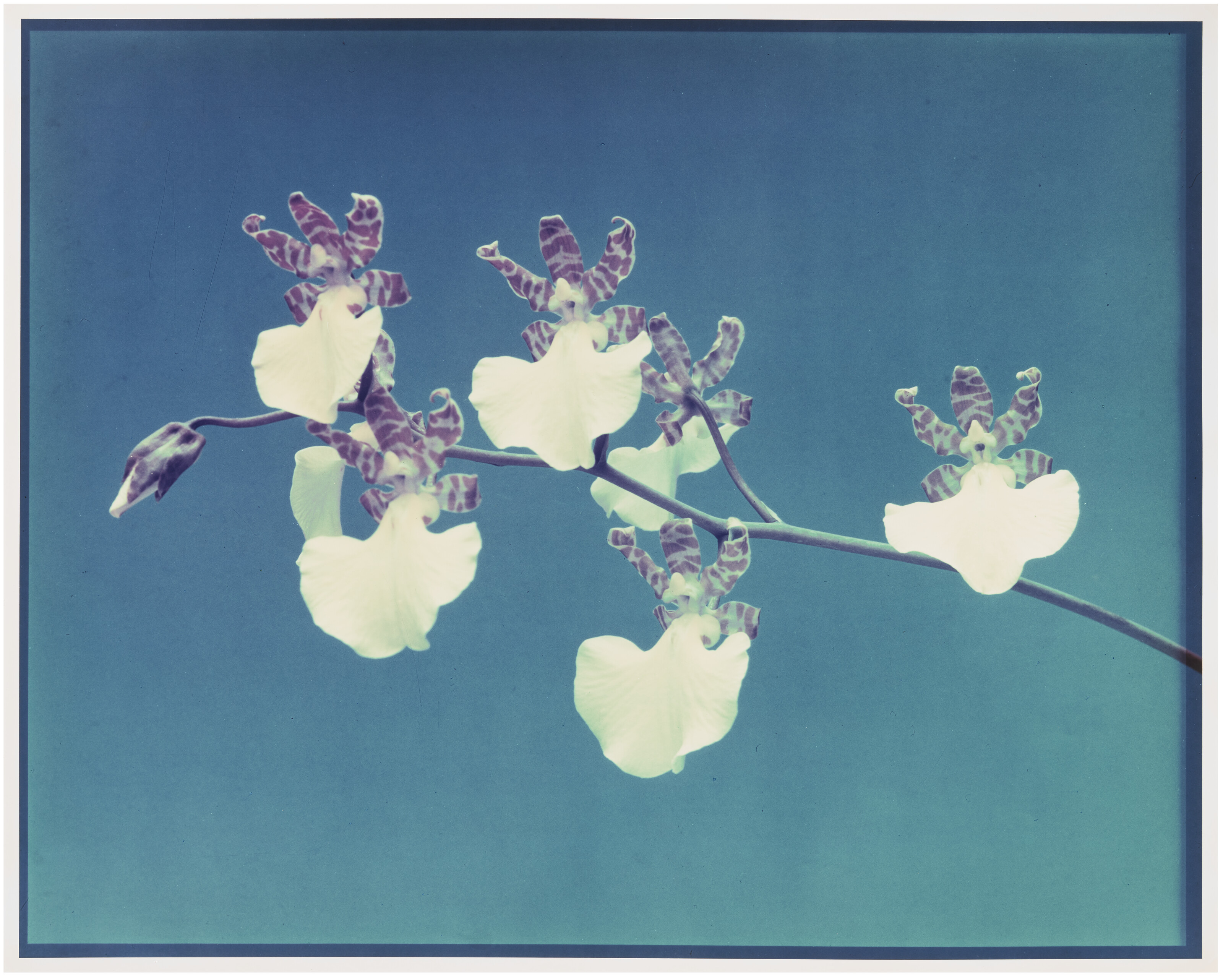 SHERRIE LEVINE (B. 1947), Gottscho-Schleisner Orchids: 3-4, 1997