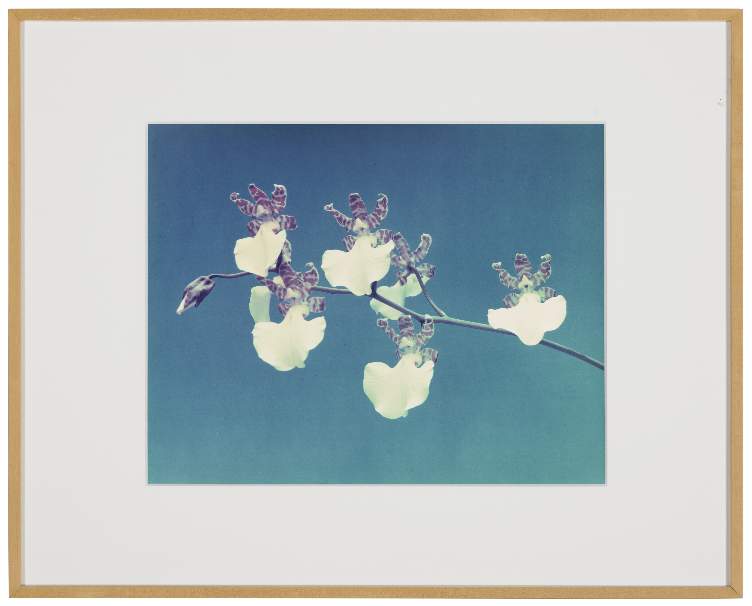 SHERRIE LEVINE (B. 1947), Gottscho-Schleisner Orchids: 3-4, 1997