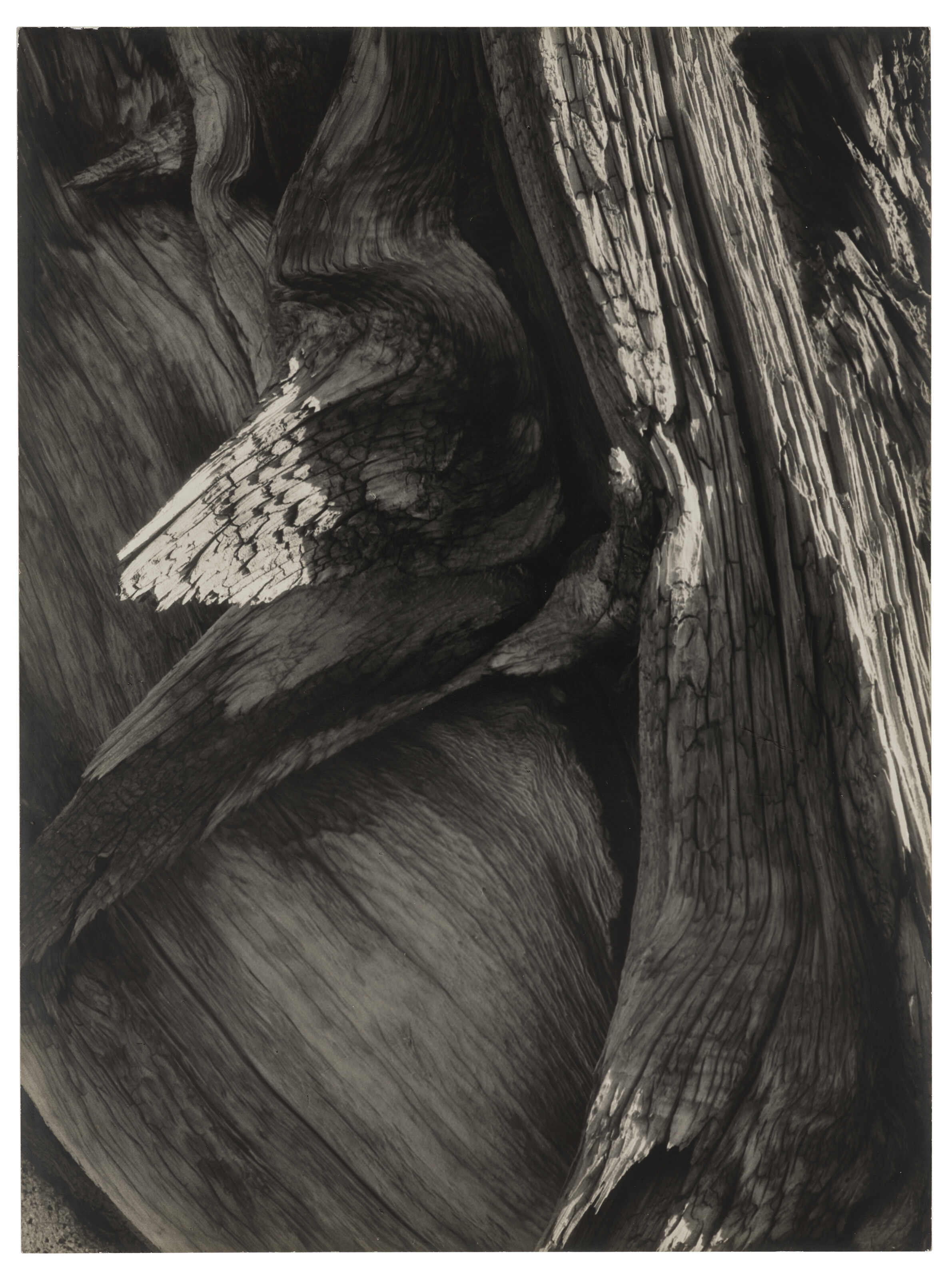 ANSEL ADAMS (1902–1984), Juniper Tree Detail, Sequoia National Park, c ...
